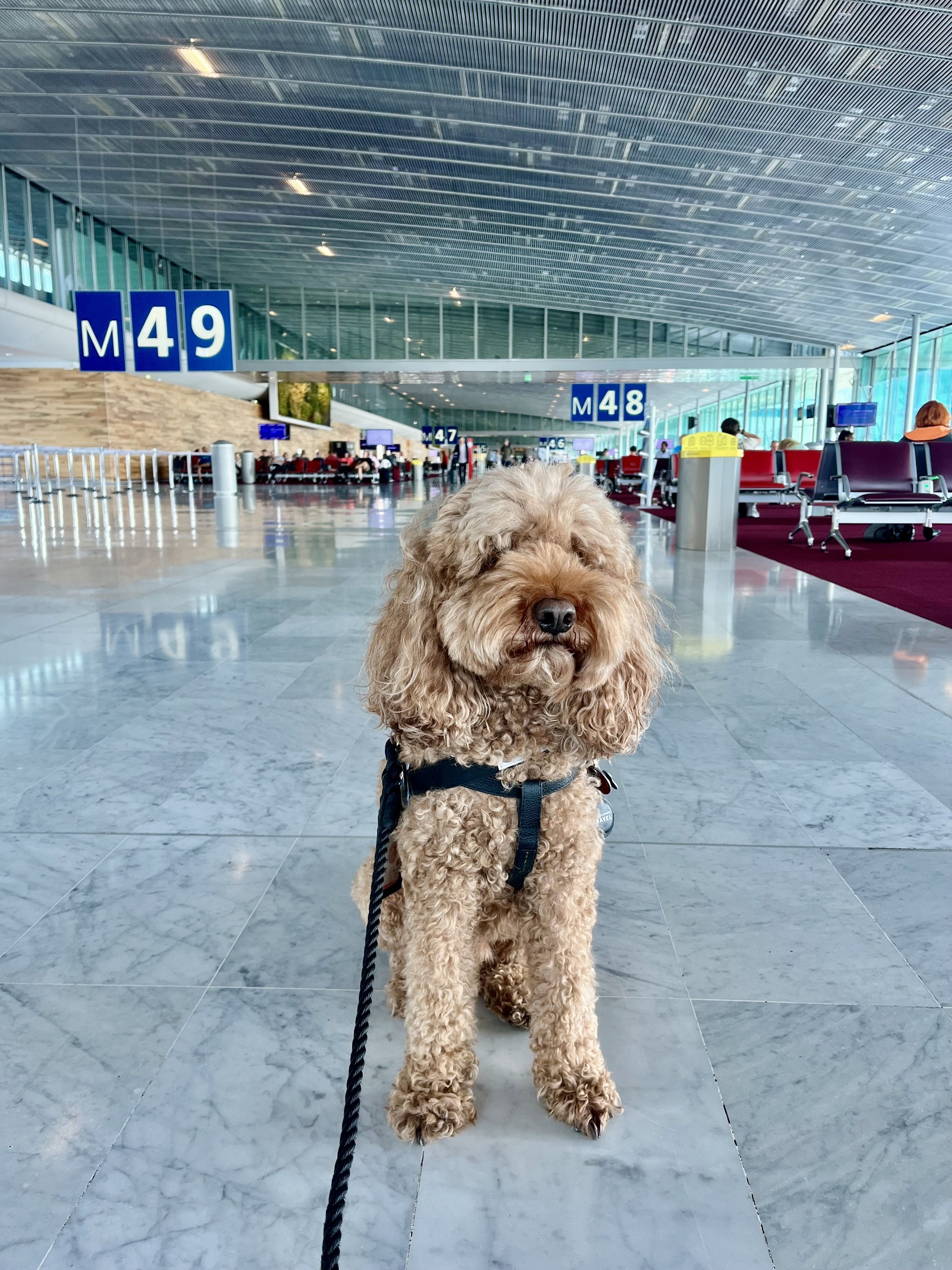 The Most Pet-Friendly Airlines