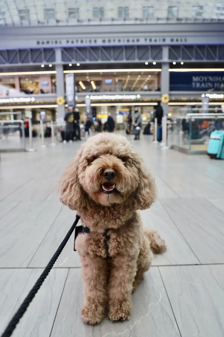 How to Travel With Your Dog on Amtrak: A Complete Guide to Pet-Friendly ...