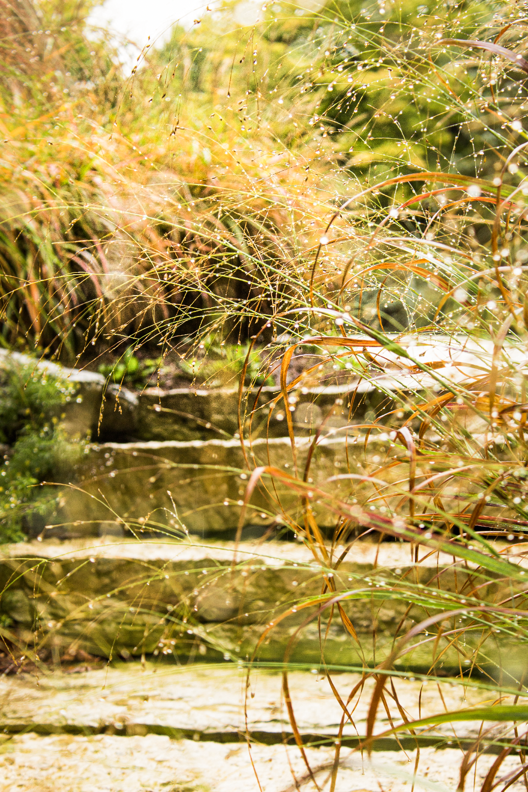 Screen Shot 2024-07-31 at 8.15.44 AM.png