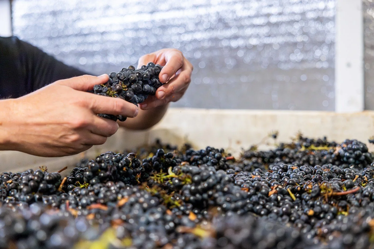 The last of our fruit is in! 🍇🌿The 2025 vintage is showing great quality off the vine.  These regeneratively farmed organic grapes are the key to AVIVO's pure flavors and purposeful wines.