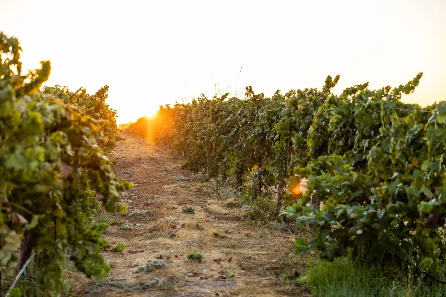 For years, we've tended our vineyards to produce high-quality grapes and strong vines. As we look to 2026, we're proud to continue farming our land regeneratively, leaving the land better for our children and grandchildren.