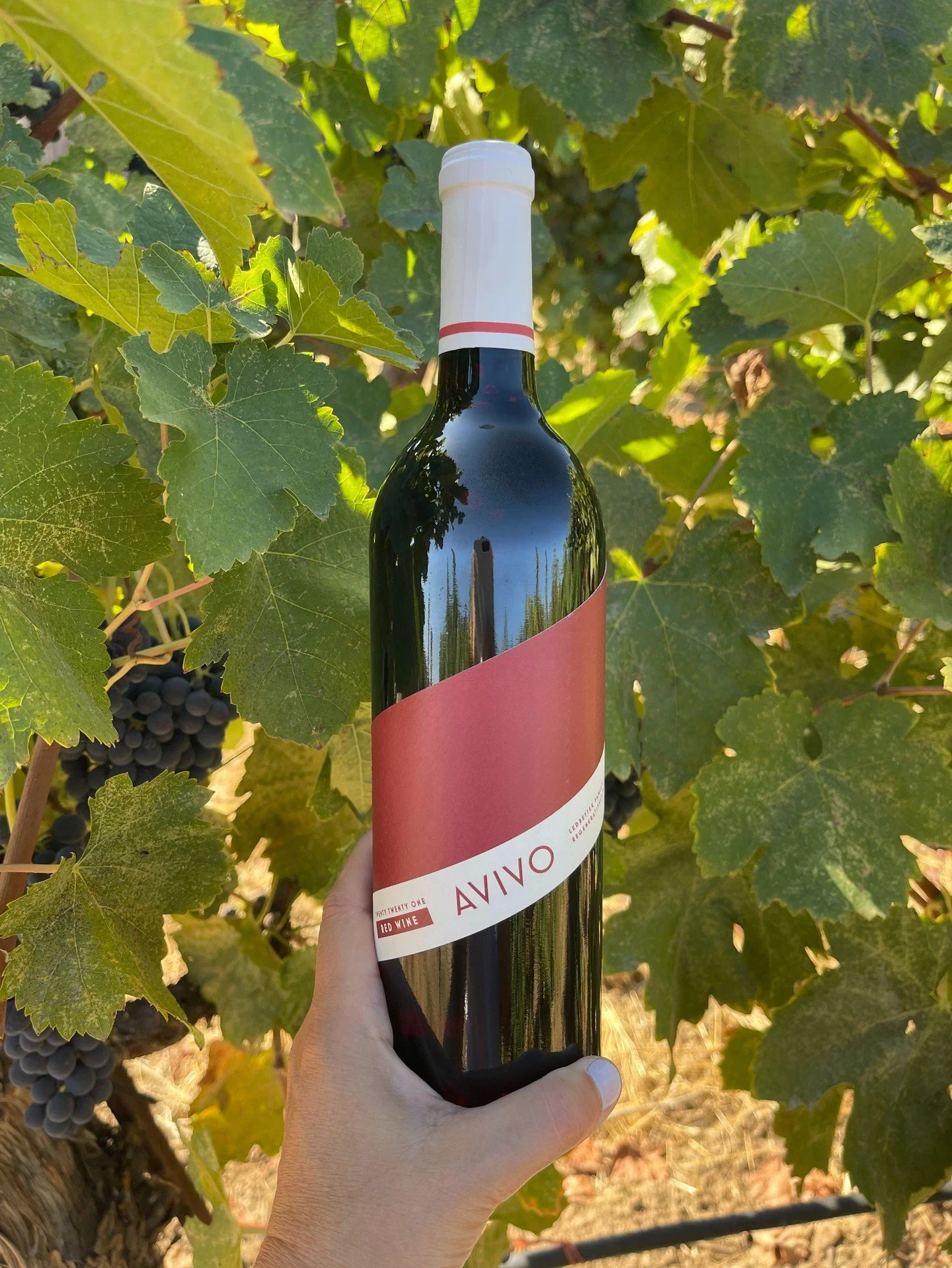 If January is a month of moderation for you, make sure the glass you DO have is worth it. AVIVO is made to be better for you and better for our planet. The perfect balance for a life well-lived. Learn more about why AVIVO is Simply Better Wine throug