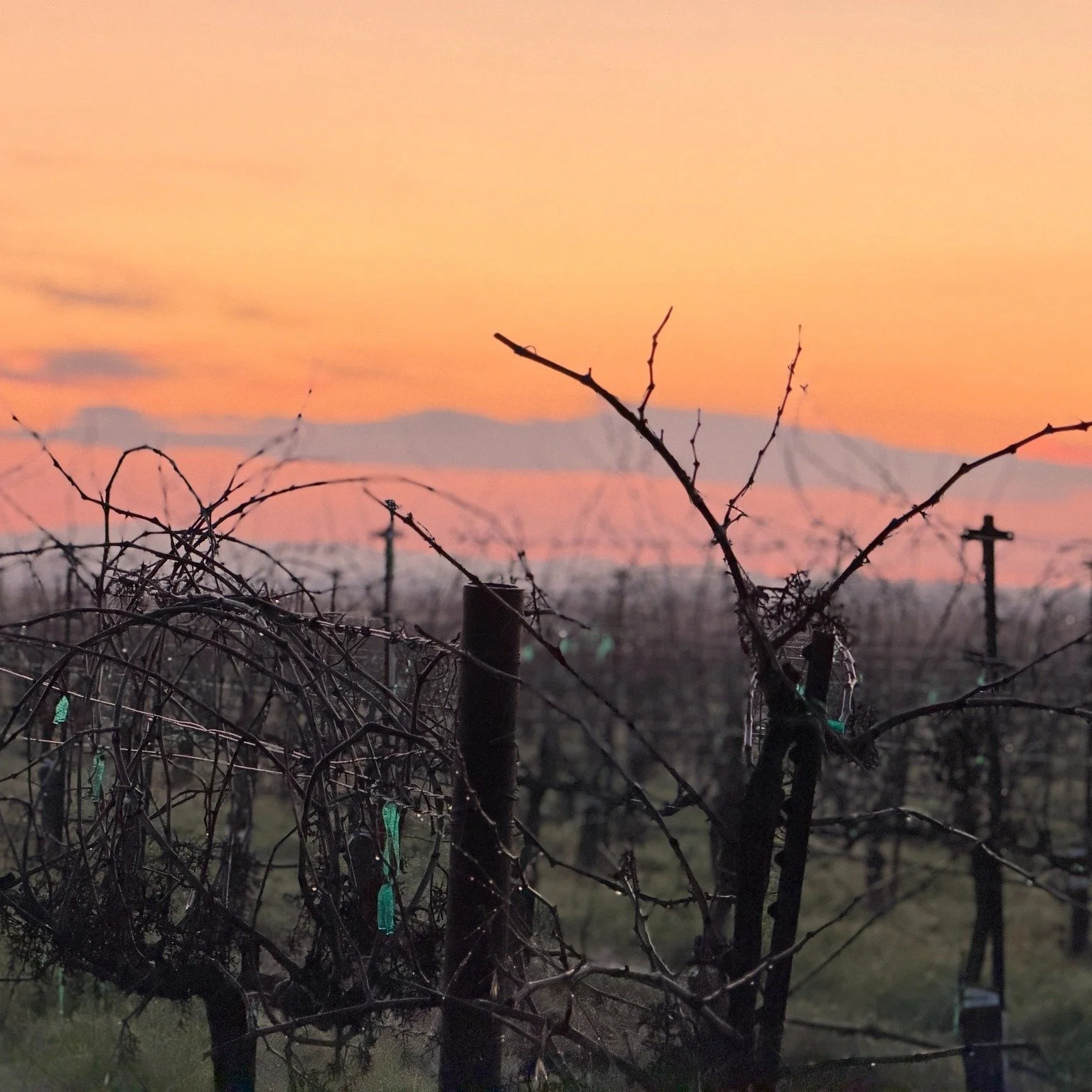 While winter weather is still upon us, our team begins pruning the vines. This process sets the stage for healthy vine growth as we prep for the 2026 growing season. Check out the before &amp; after.
