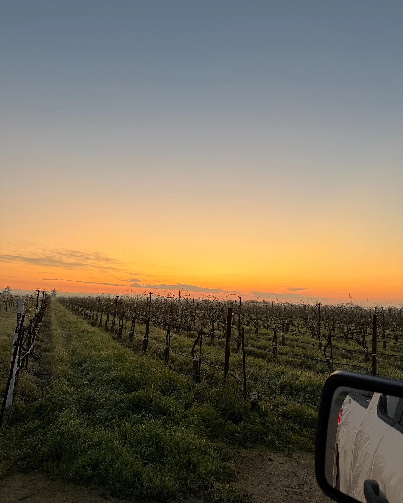 Good morning from Lodi. Taking a moment to appreciate the beauty between the rains. Have a beautiful day! 

#sunrise #avivowines