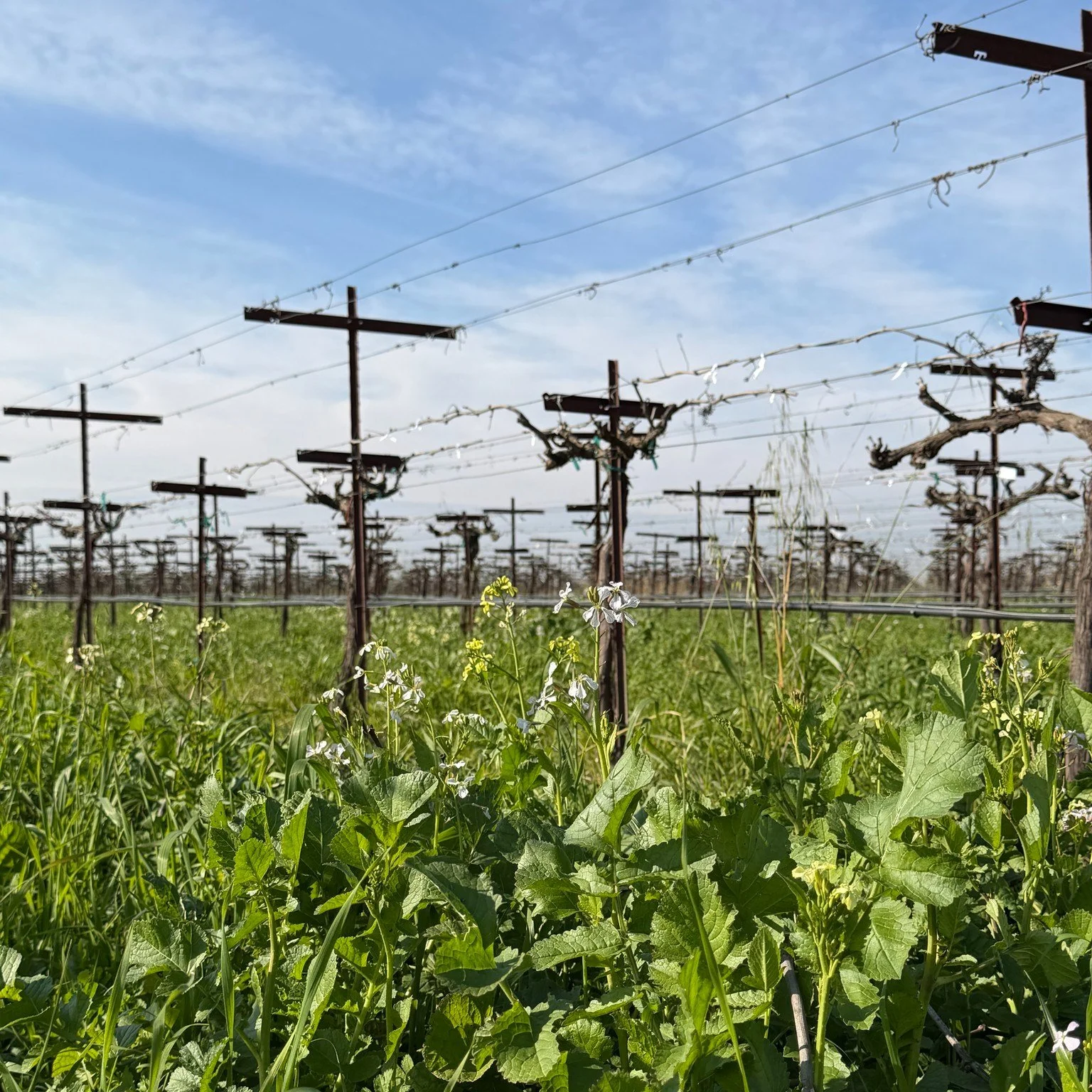 The vineyard is quite this time of year, but it is alive. The cover crops are growing, capturing carbon from the air and putting it back in the soil. Even while the vines sleep, the land is working.