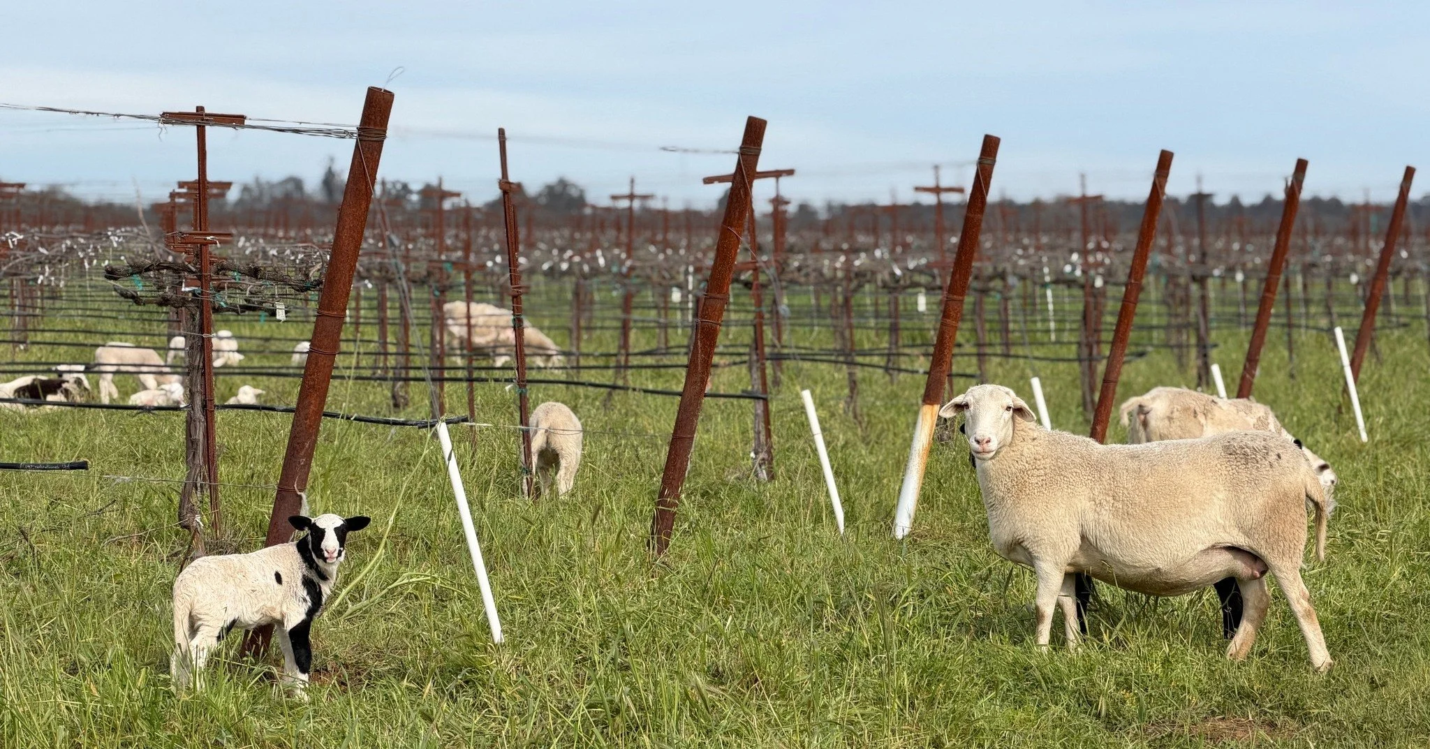 Happy First Day of Spring! This is what regenerative farming actually looks like in our springtime vineyards. 🐑🌱