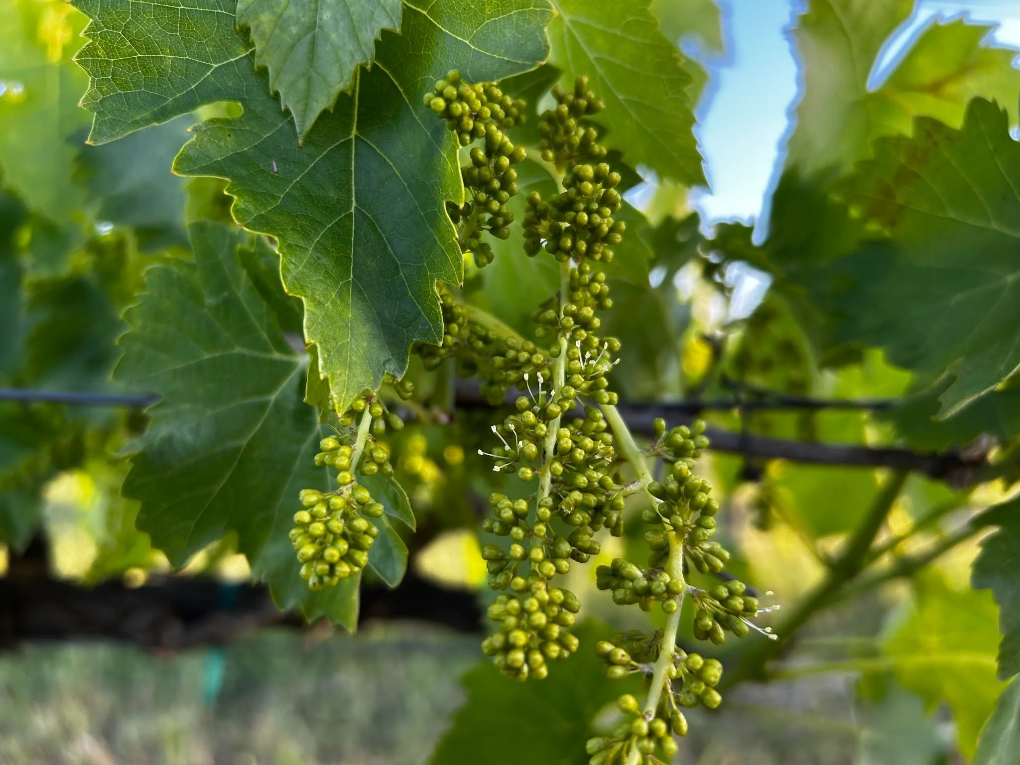Our vineyards are starting to bloom! This short process typically takes one to three weeks and will determine the size of this year's harvest.  Another reminder that Mother Nature is amazing. 

#bloom , #organicfarming , #drinkavivo