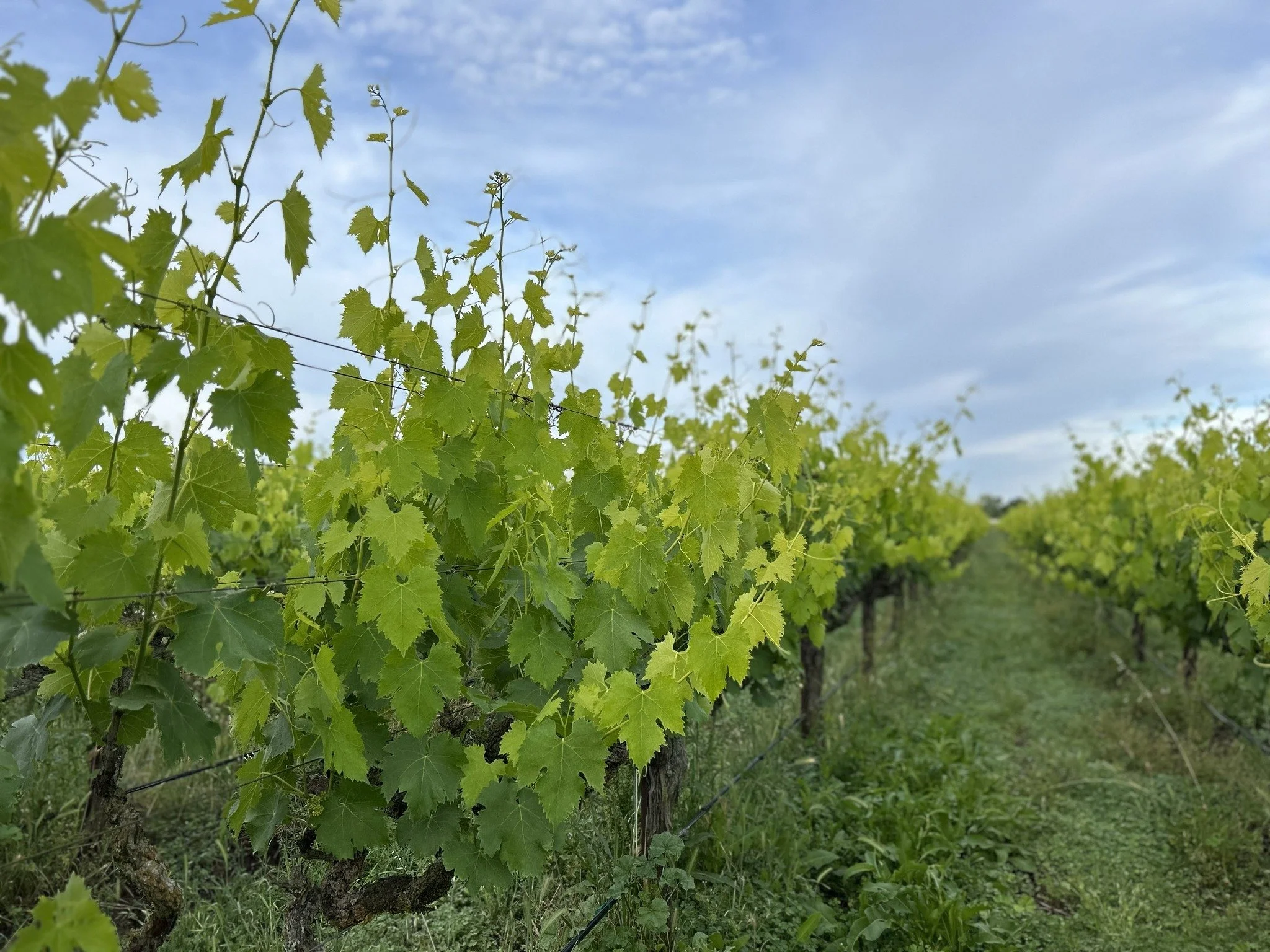 From beautiful vine growth and bloom to our healthy cover crops (like Bur Clover, Fiddleneck, Stork's Bill), our River's Edge Vineyard is showing off this spring. 🌱

#drinkavivo, #regenerativefarming, #springtime