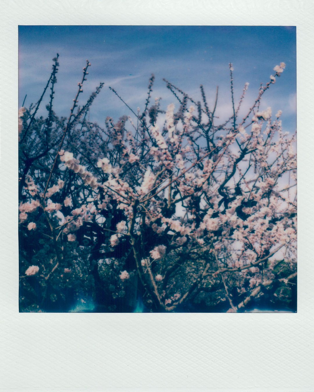 Polaroids_Project_11.jpg