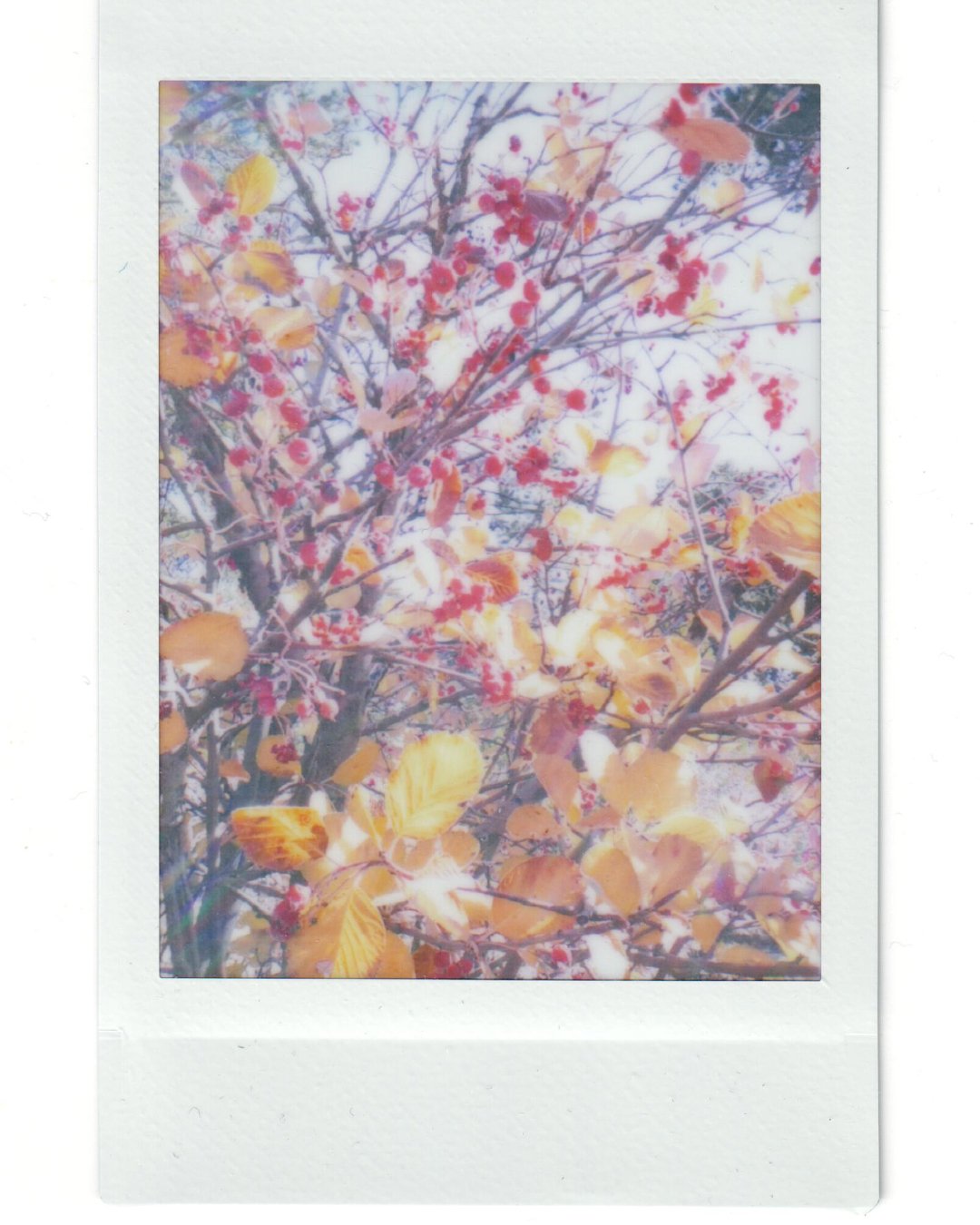Polaroids_Project____2_1.jpg