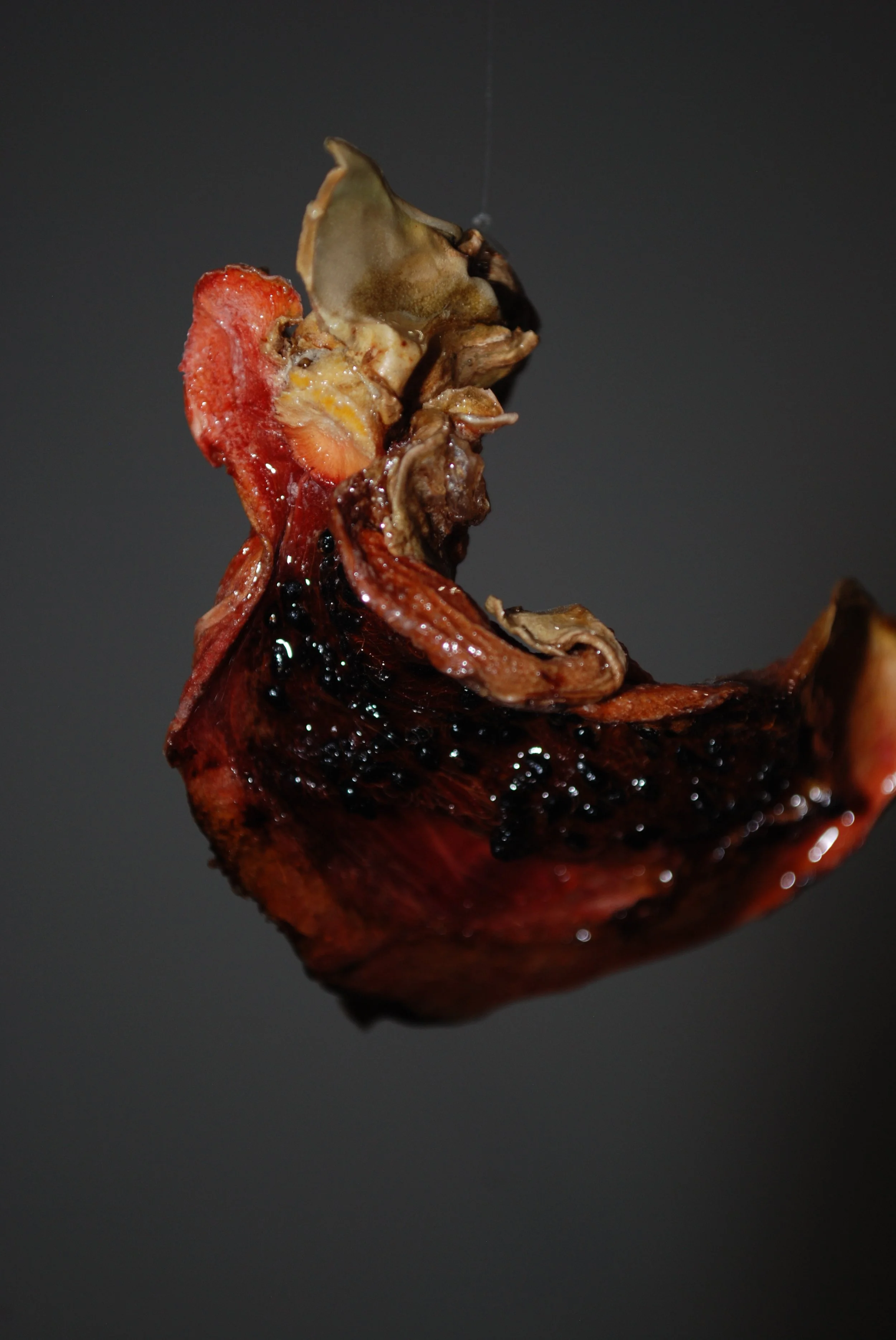 "Fruits of My Labor," Dragonfruit detail.