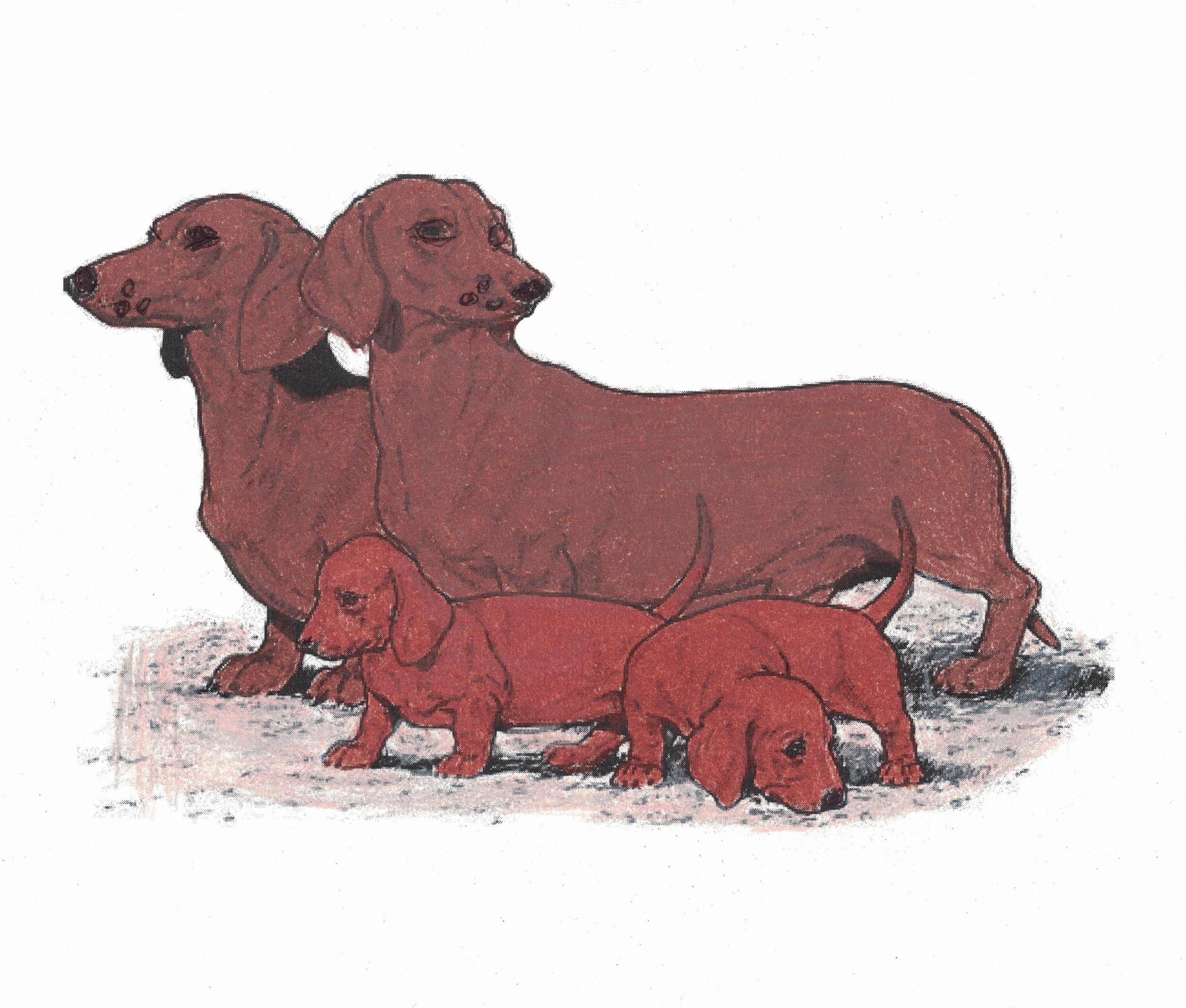 Daschounds.jpeg