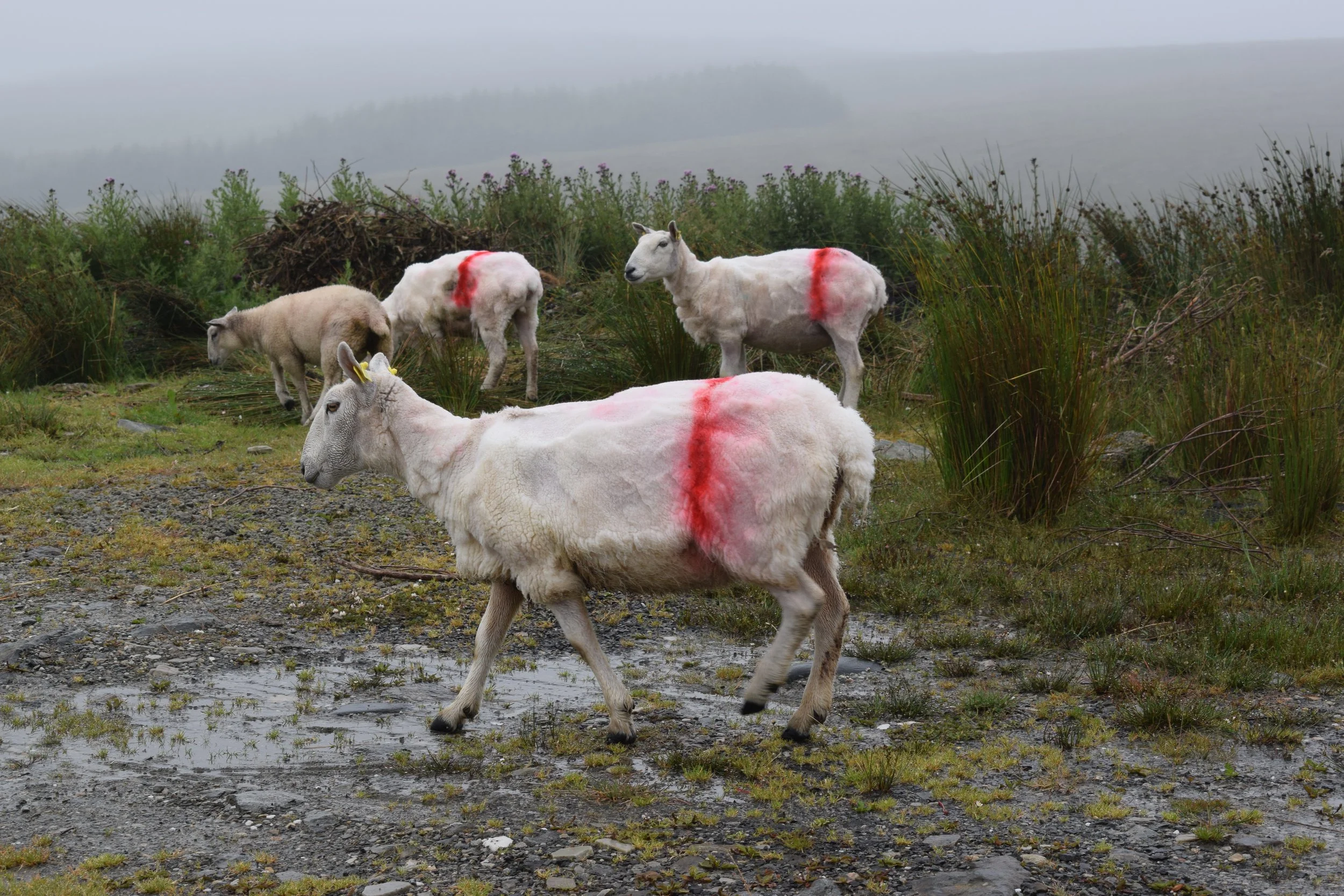 Brigitta Varadi_Markings_Westbeth Gallery 4.JPG
