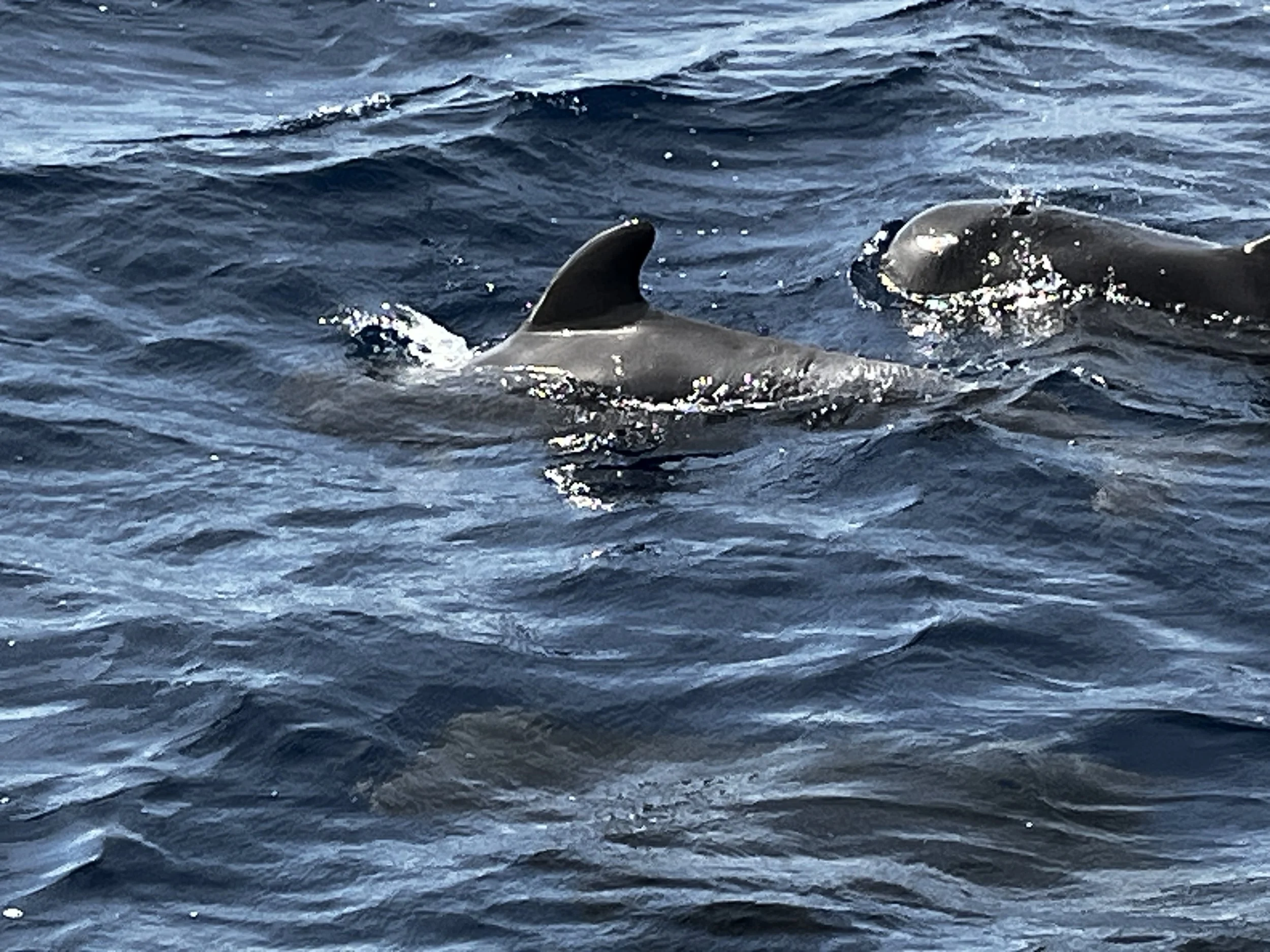 Pilot Whales - Tenerife, Canary Islands, Spain