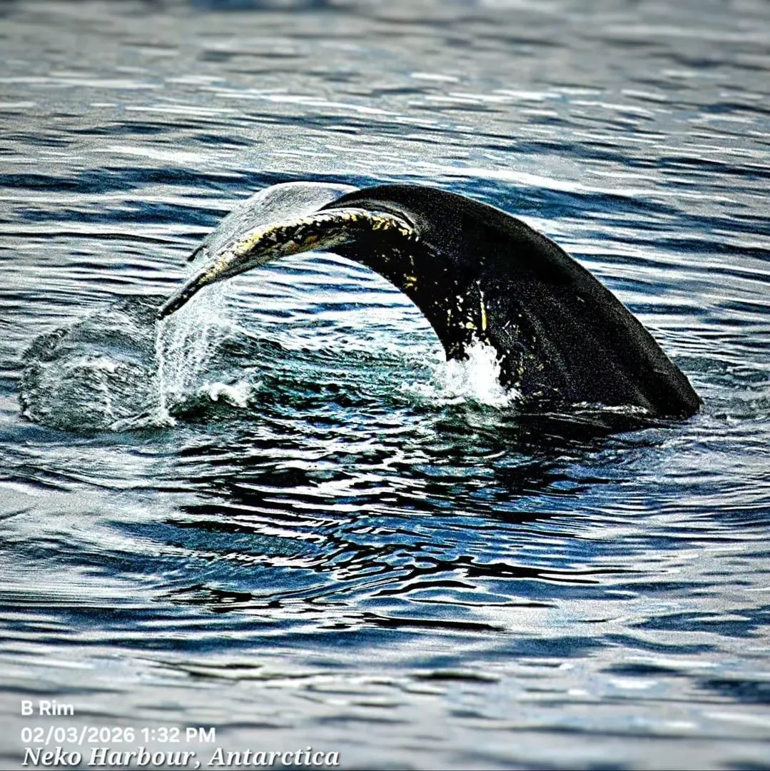 Humpback Whale - Antartica