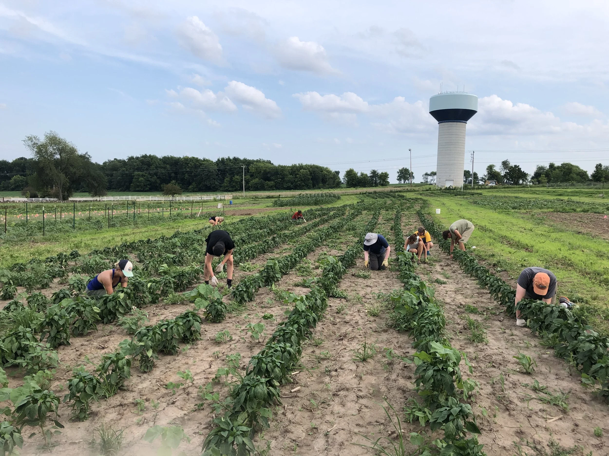 Weeding pepper patch.jpg