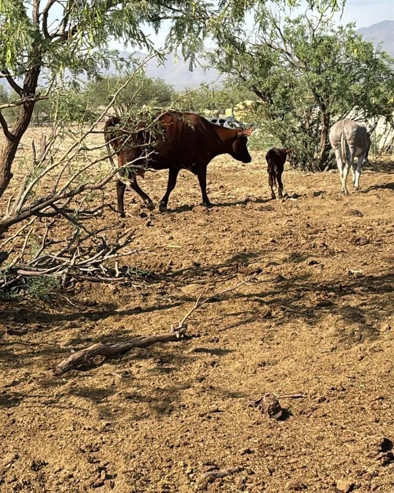 Mommas and their babies
#tirritofarms #TirritoFarm #thedairyattirritofarm #thingstodoinwillcoxaz #farmtours #willcoxsonlymicrobrewery #tirritofarm