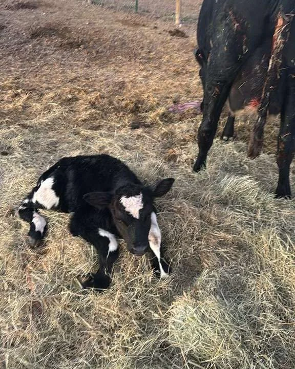 🐄 Newest Tirrito Farm baby just born! 🤍

Did you know? If a baby goat or calf is born during your farm tour, you get to name it!

This little one made their debut yesterday&mdash; welcome to the herd! 🍼🌾

#tirritowines #azcraftbeer #thingstotryin
