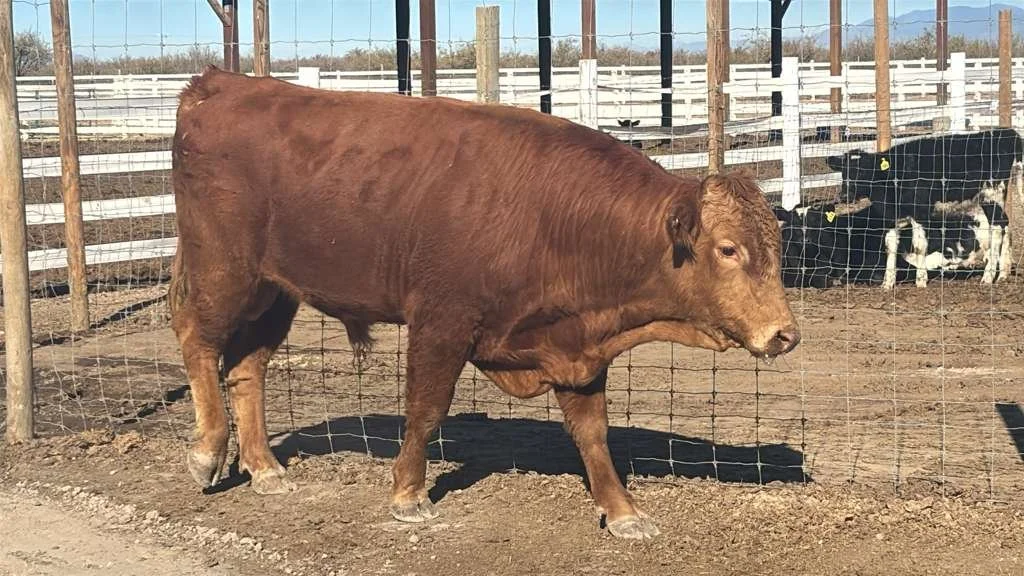 Meet the newest addition to the farm.
This handsome guy is an Akaushi bull, a rare Japanese cattle lineage known for exceptional genetics, calm temperament, and legendary quality.
We&rsquo;re excited to have him settling in and becoming part of the T