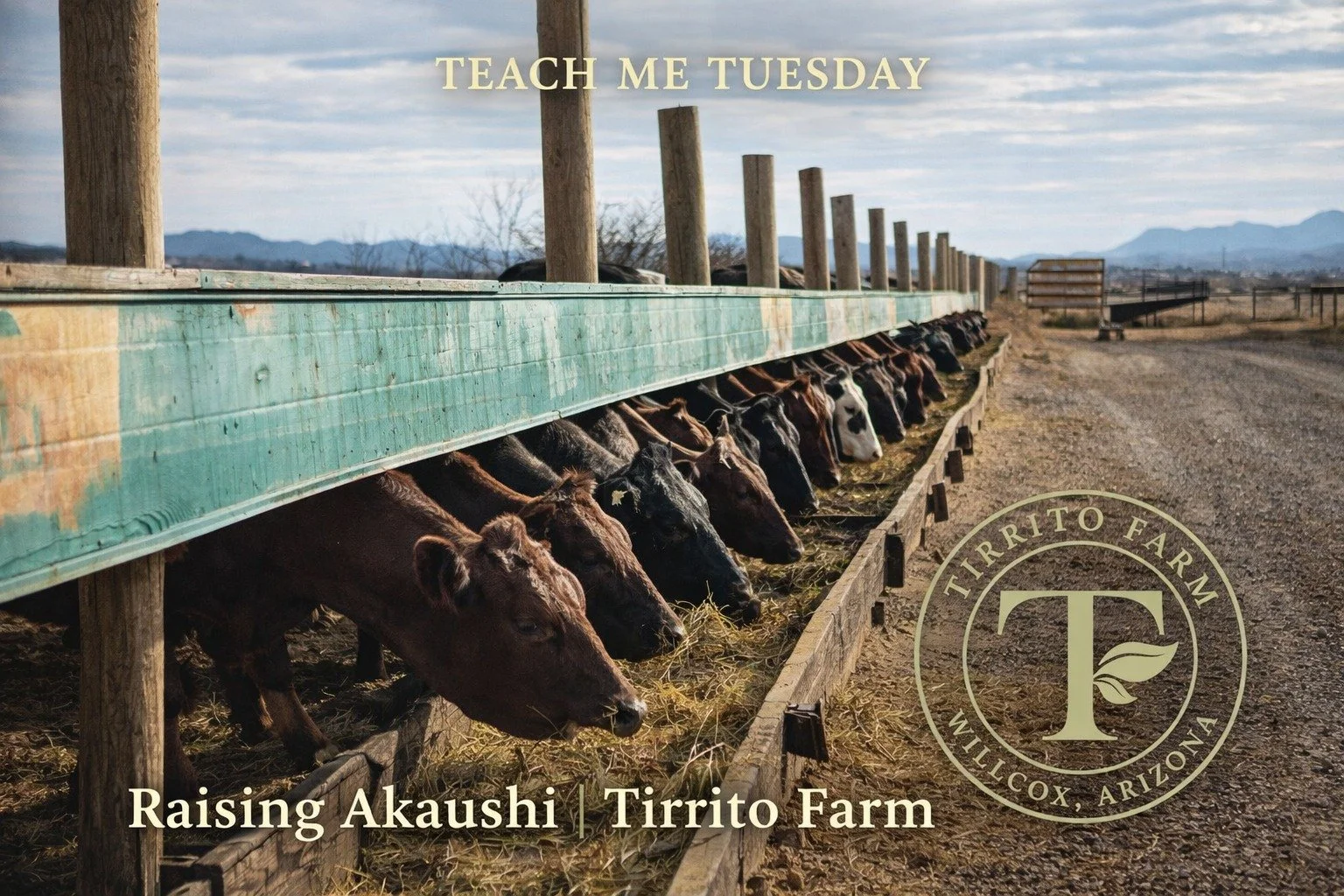 What makes Akaushi beef different?

Akaushi cattle are known for:

&bull; Exceptional marbling
&bull; Rich, buttery flavor
&bull; Naturally tender texture

But here&rsquo;s what really matters:

Marbling isn&rsquo;t just fat.
It&rsquo;s fine intramus