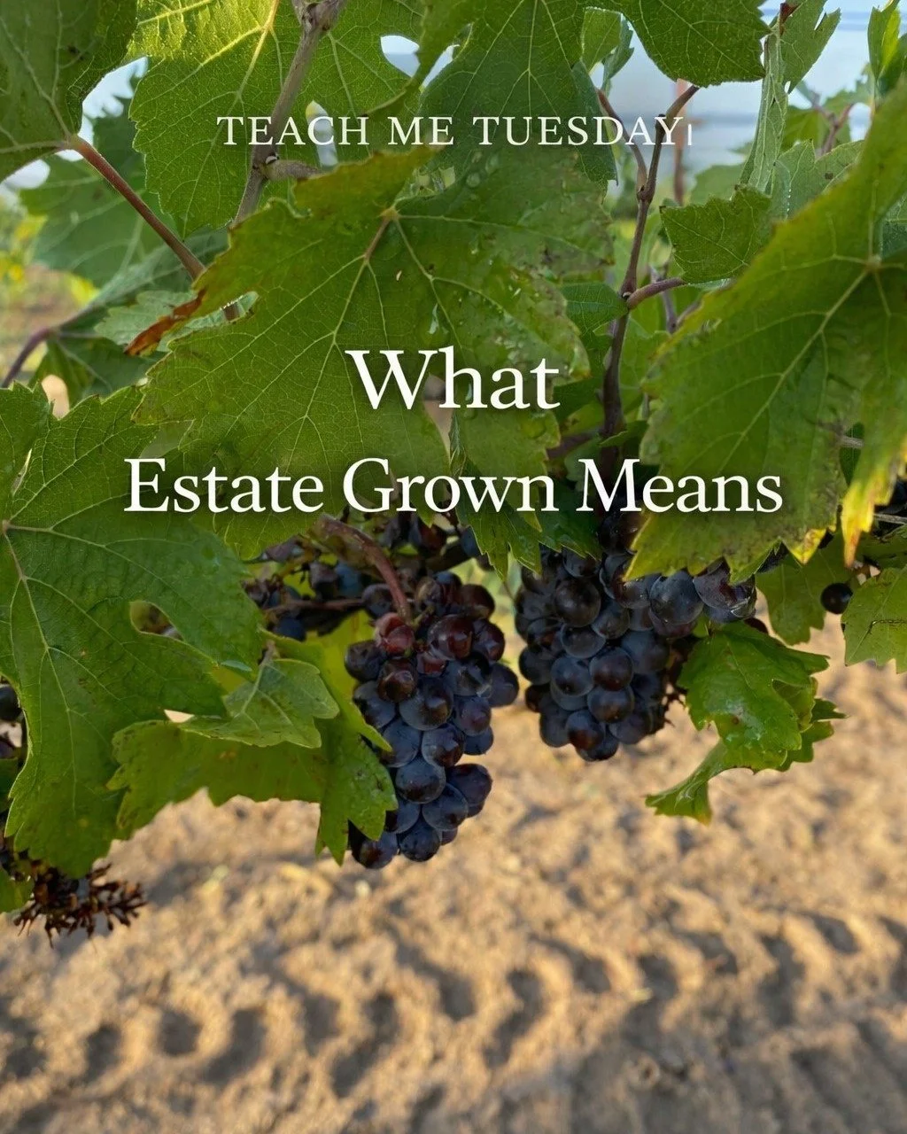 What does &ldquo;estate-grown&rdquo; actually mean?

It means the grapes are grown on the same property tied to the winery.

That matters.

Because it creates a direct connection between:

&bull; the land
&bull; the farming
&bull; the fruit
&bull; th