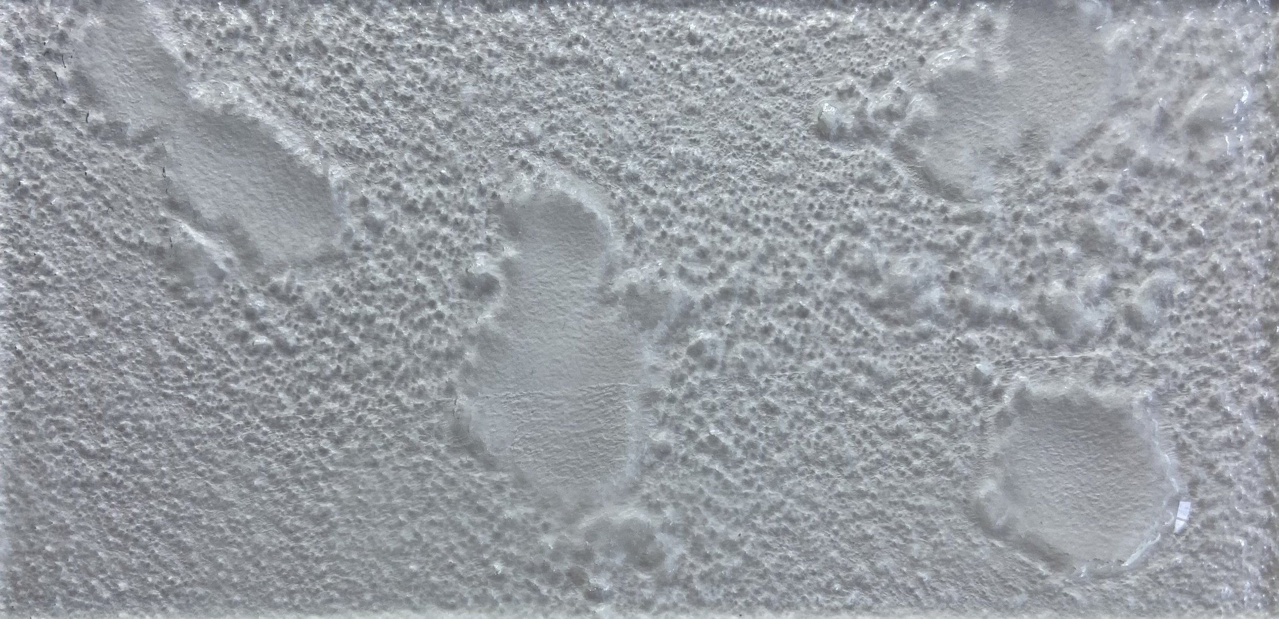 Lichen Clear.jpeg