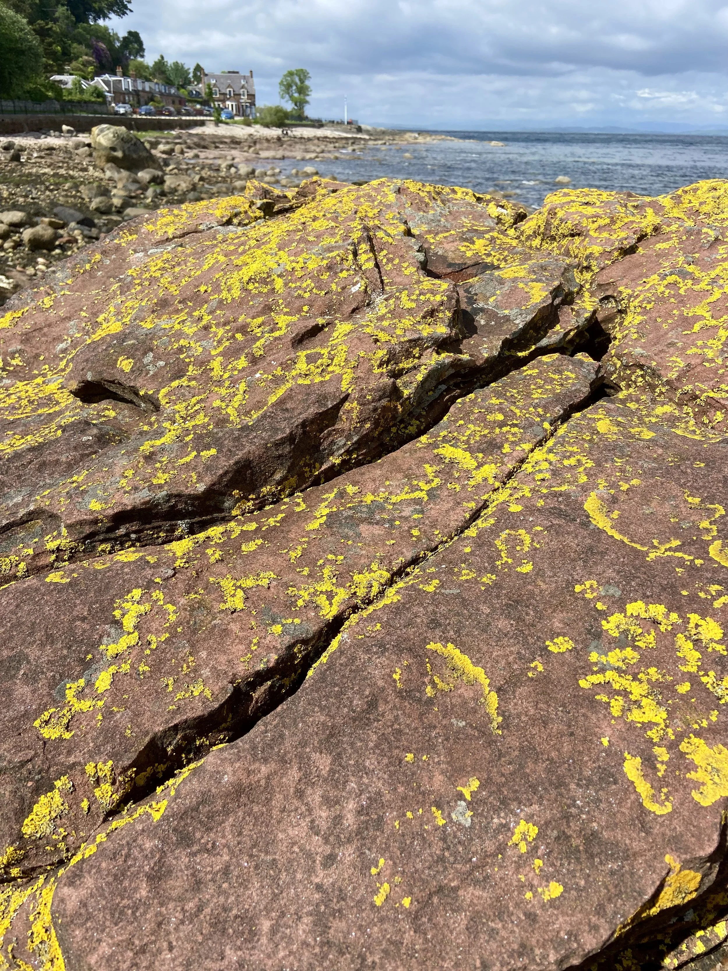 Lichen on the sea rocks Isle of Arran