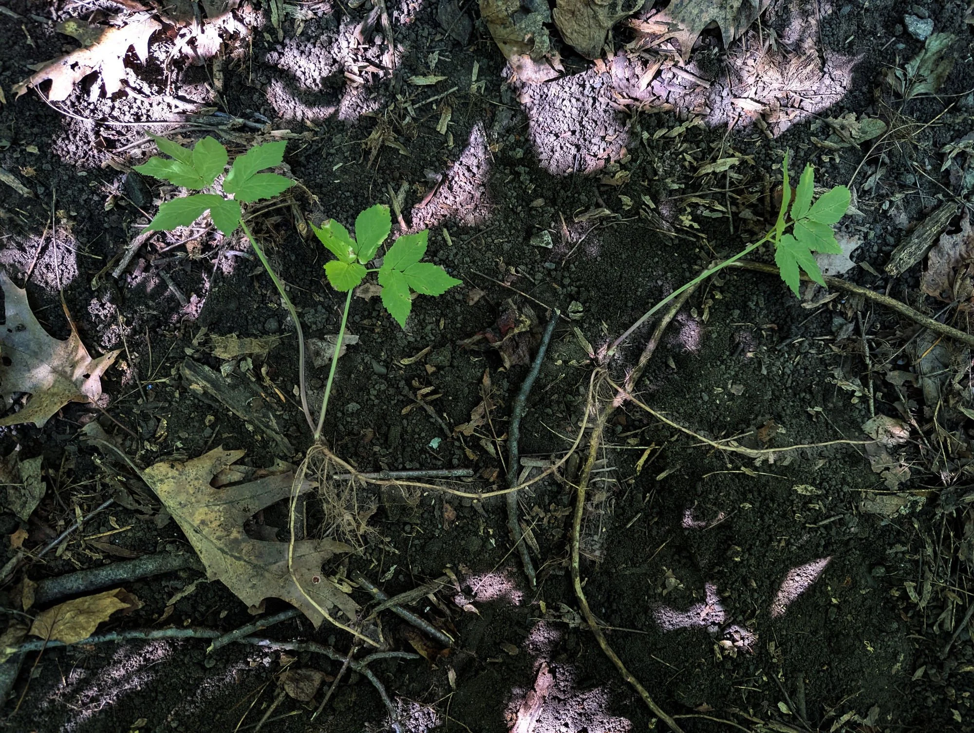 Digging Up Goutweed, Finding Roots