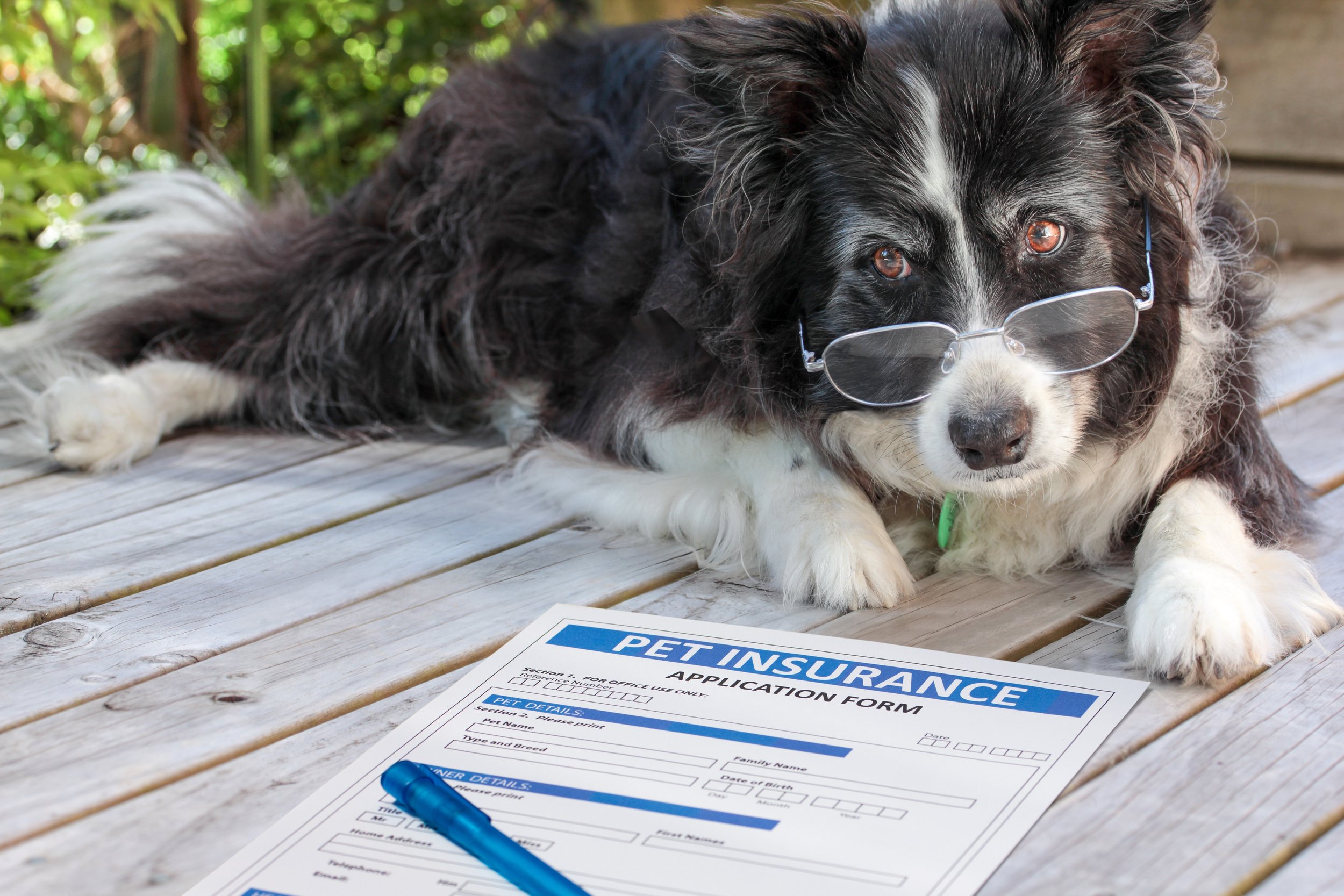 Do I Need Pet Insurance?