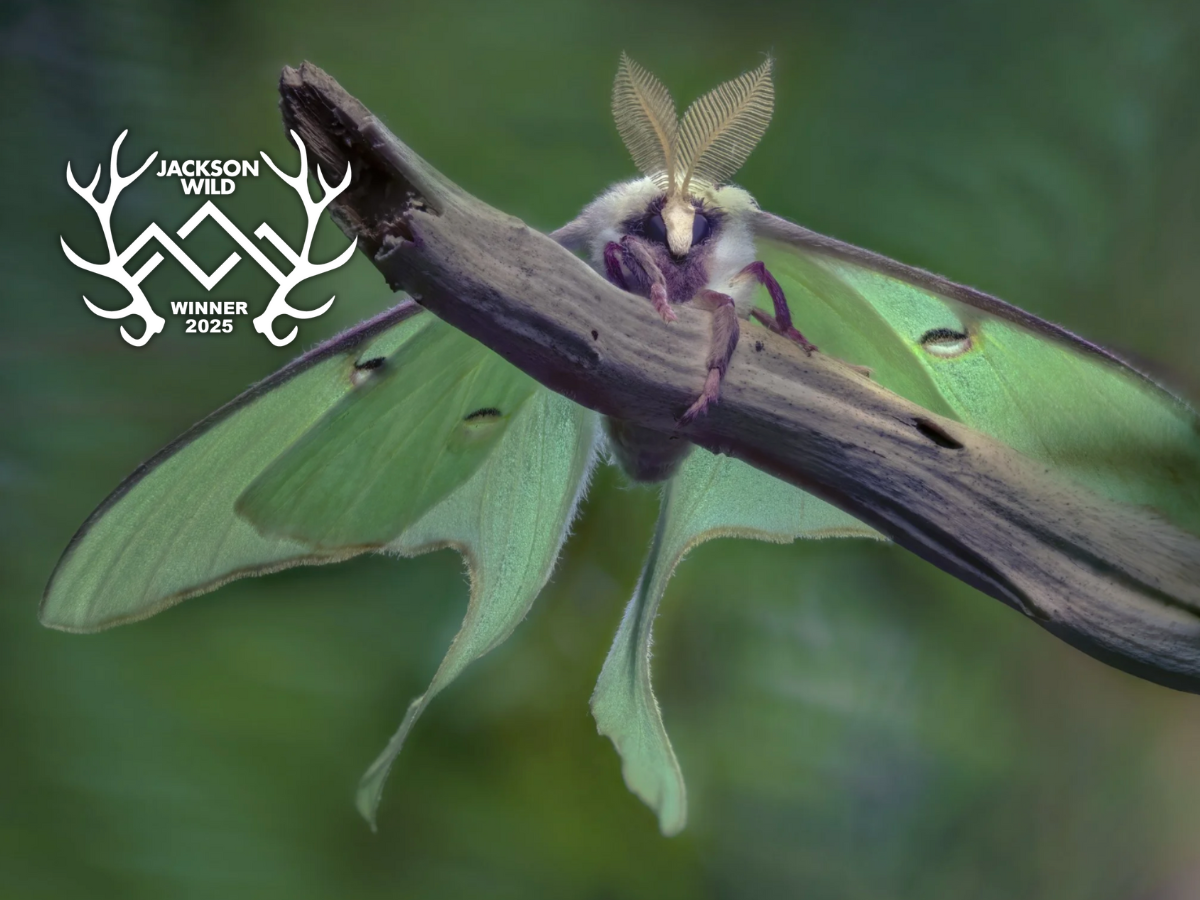 Bugs Like.png