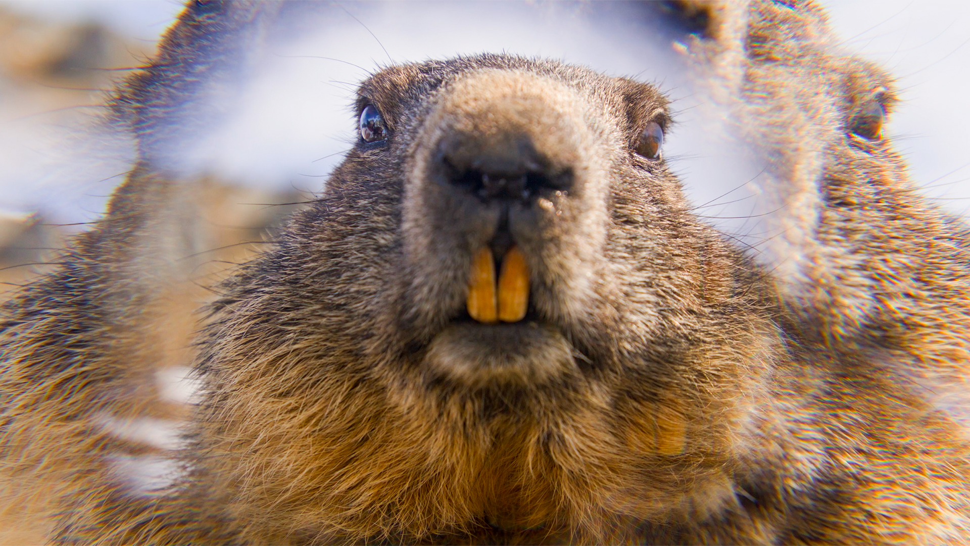 Marmots_on_Toast.png