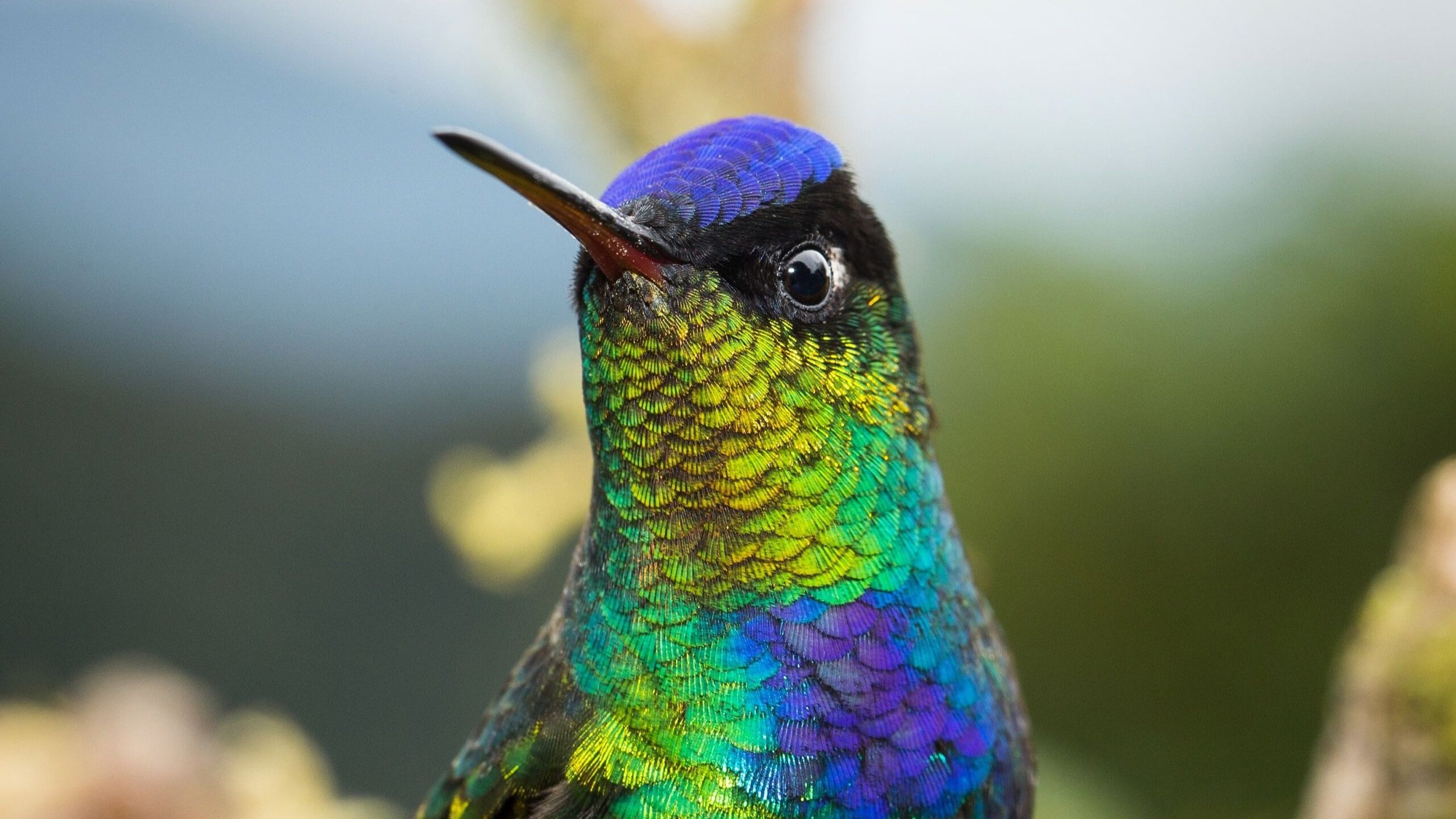 NATURE_HummingbirdEffect_10-scaled_copyright_Filipe_DeAndrade.jpg