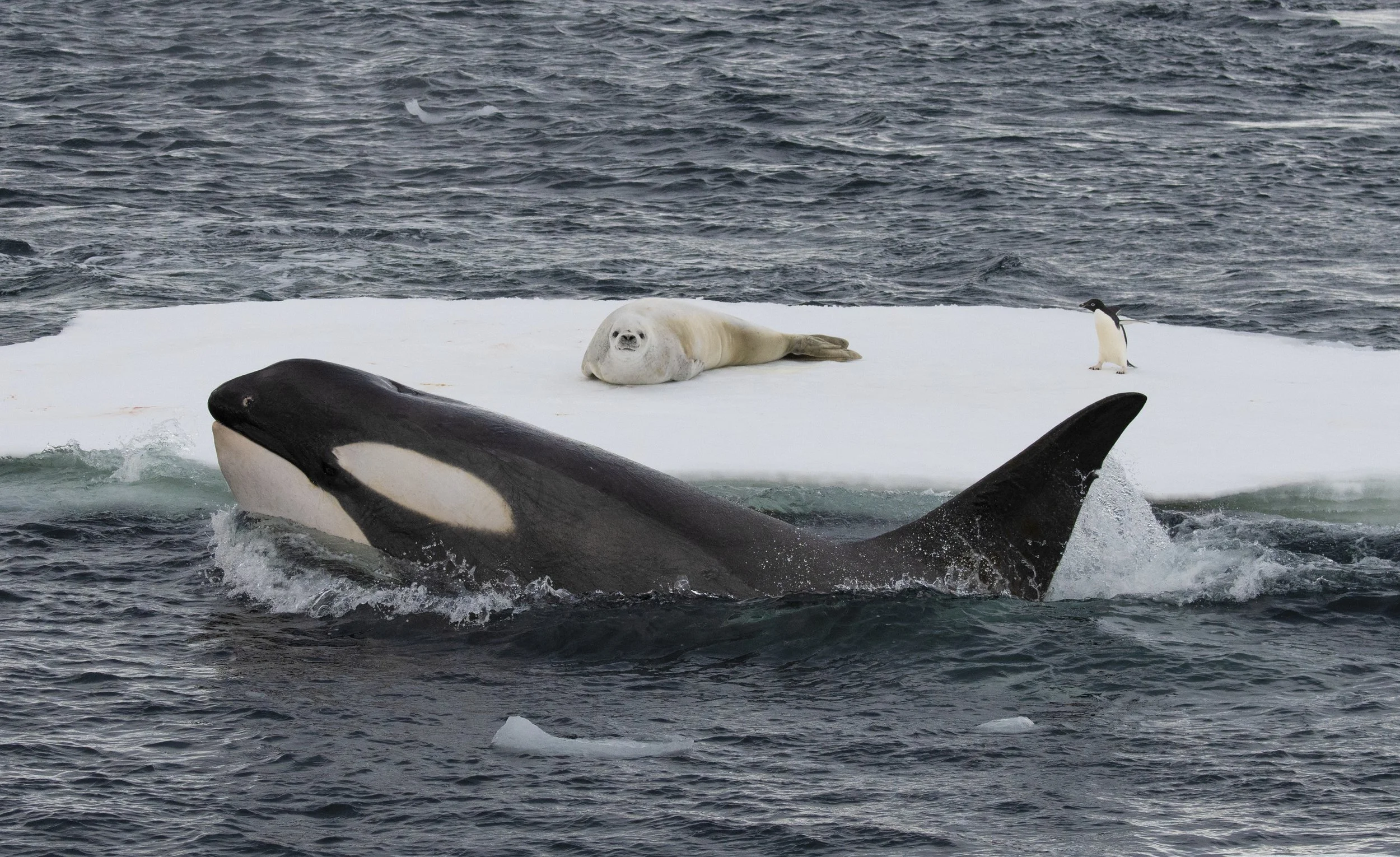 AntarcticKillerWaves_201_AnimalsUpCloseWithBertieGregory_38.jpg