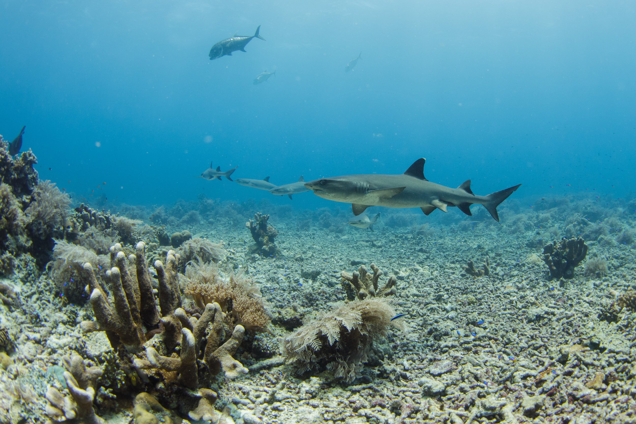 high-res-clean-iyo-ang-dagat-credit-tommy-schultz-lamave-5.jpg