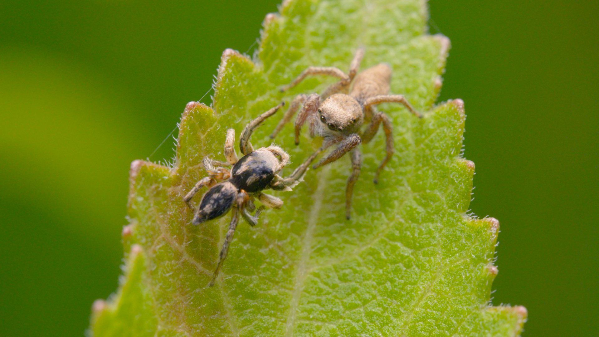 Spider Vision Decoding Color.jpg