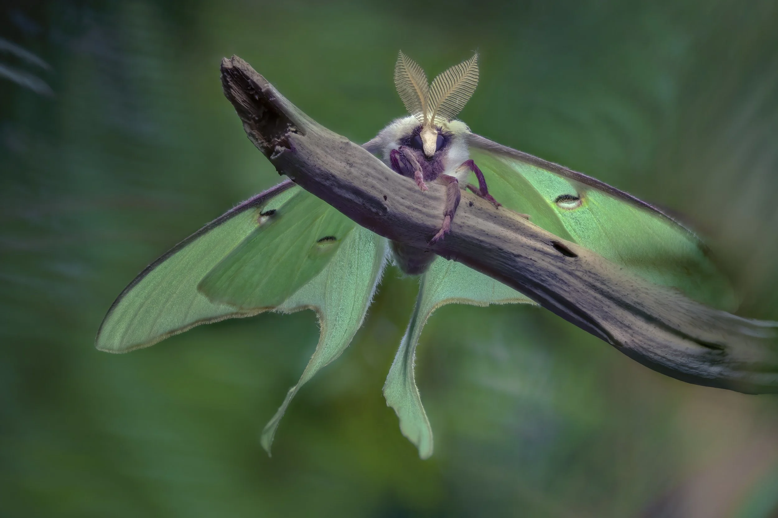 A Real Bugs Life Love in the Forest.jpeg