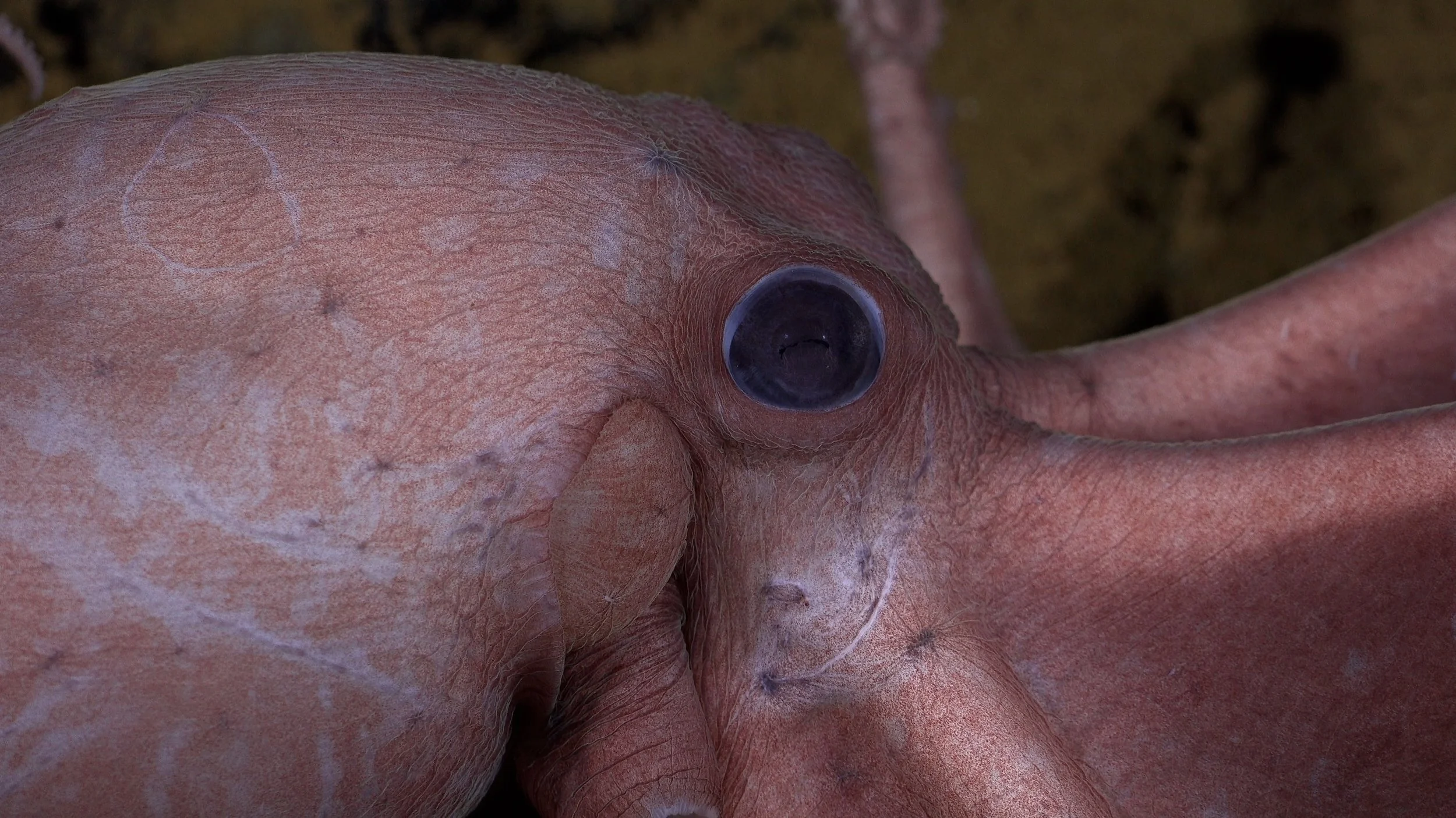 Octopus Odyssey.jpeg