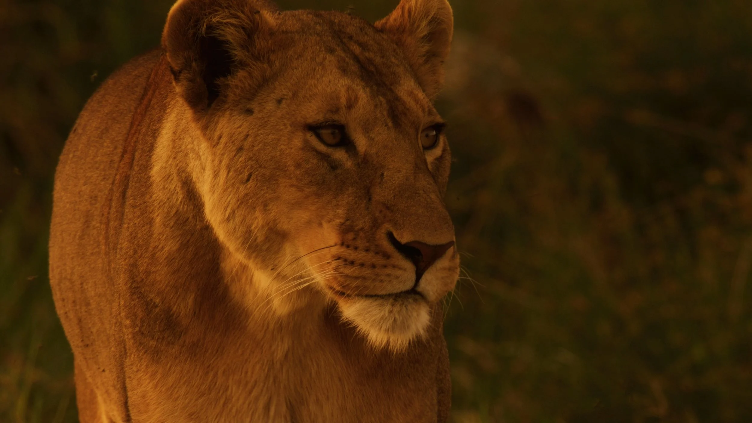 KuishiNaSimba_Still_05.jpg