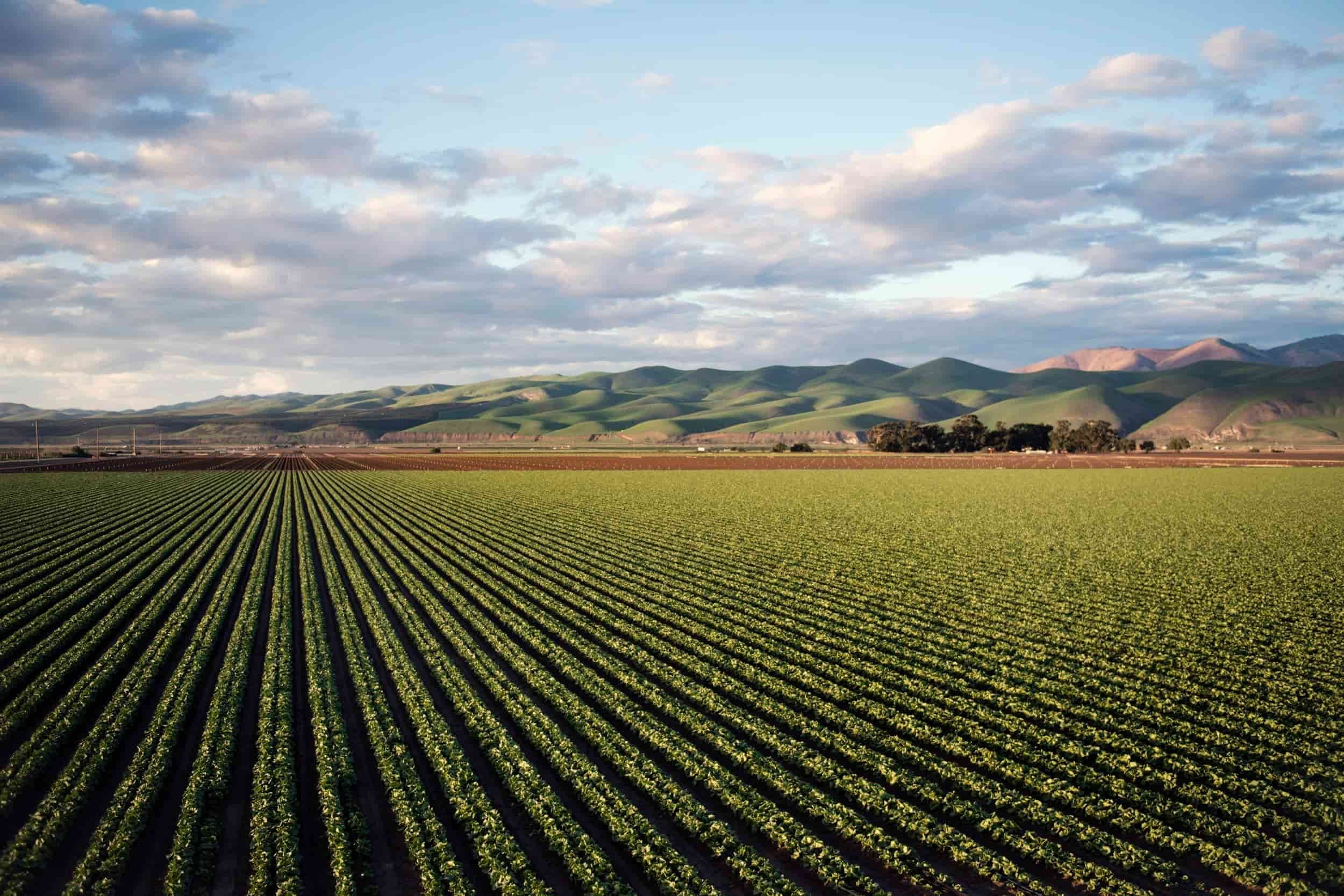 Rows of green crops in a large field stretch toward distant hills under a partly cloudy sky at sunrise or sunset.