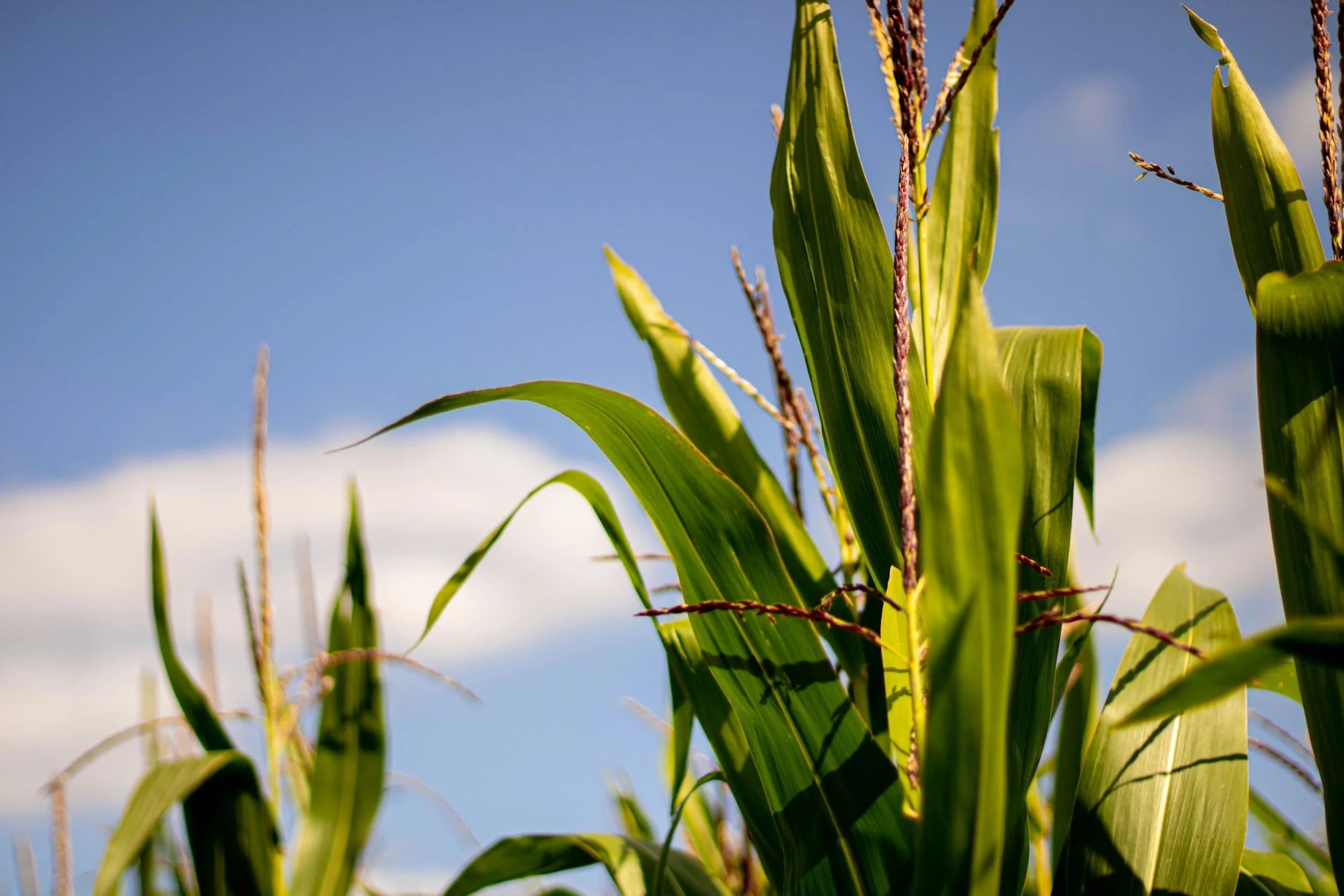 Close-up of tall green corn plants with blue sky and white clouds in the background.