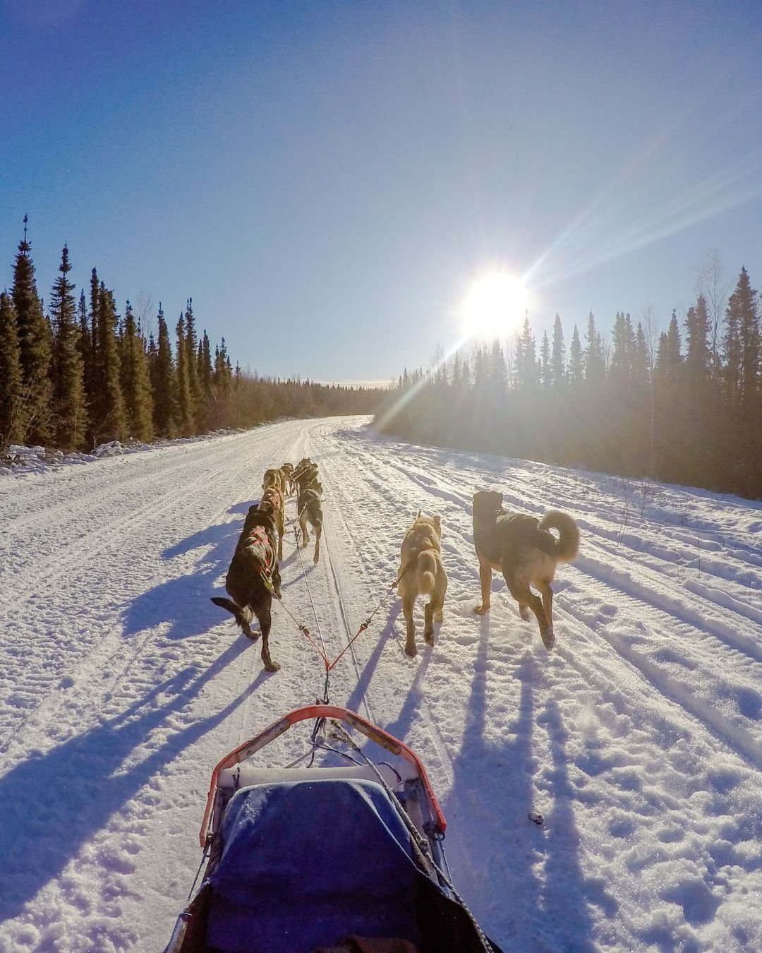 Let's go dogsledding in Alaska 🐾 ❄️! Explore glaciers and breathtaking scenery in Alaska with Norwegian Cruise Line! #TravelBetter #CruiseNorwegian