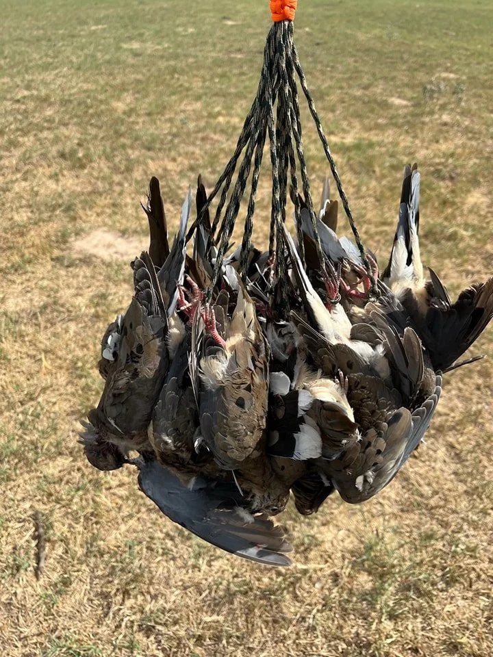SOTEX LOW COST Dove Hunt