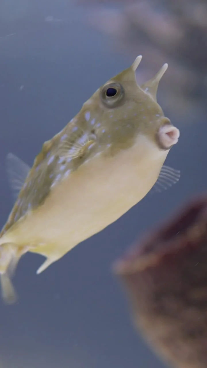 Alabama Aquarium & Pond Services