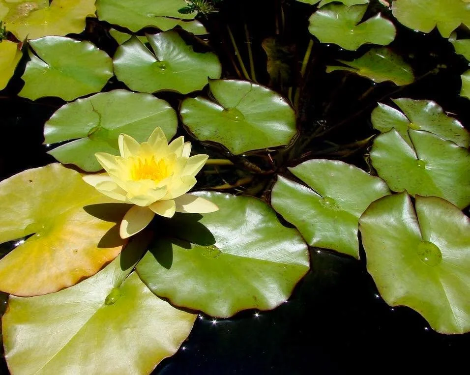 The lilies are glad that the weather is changing very slowly