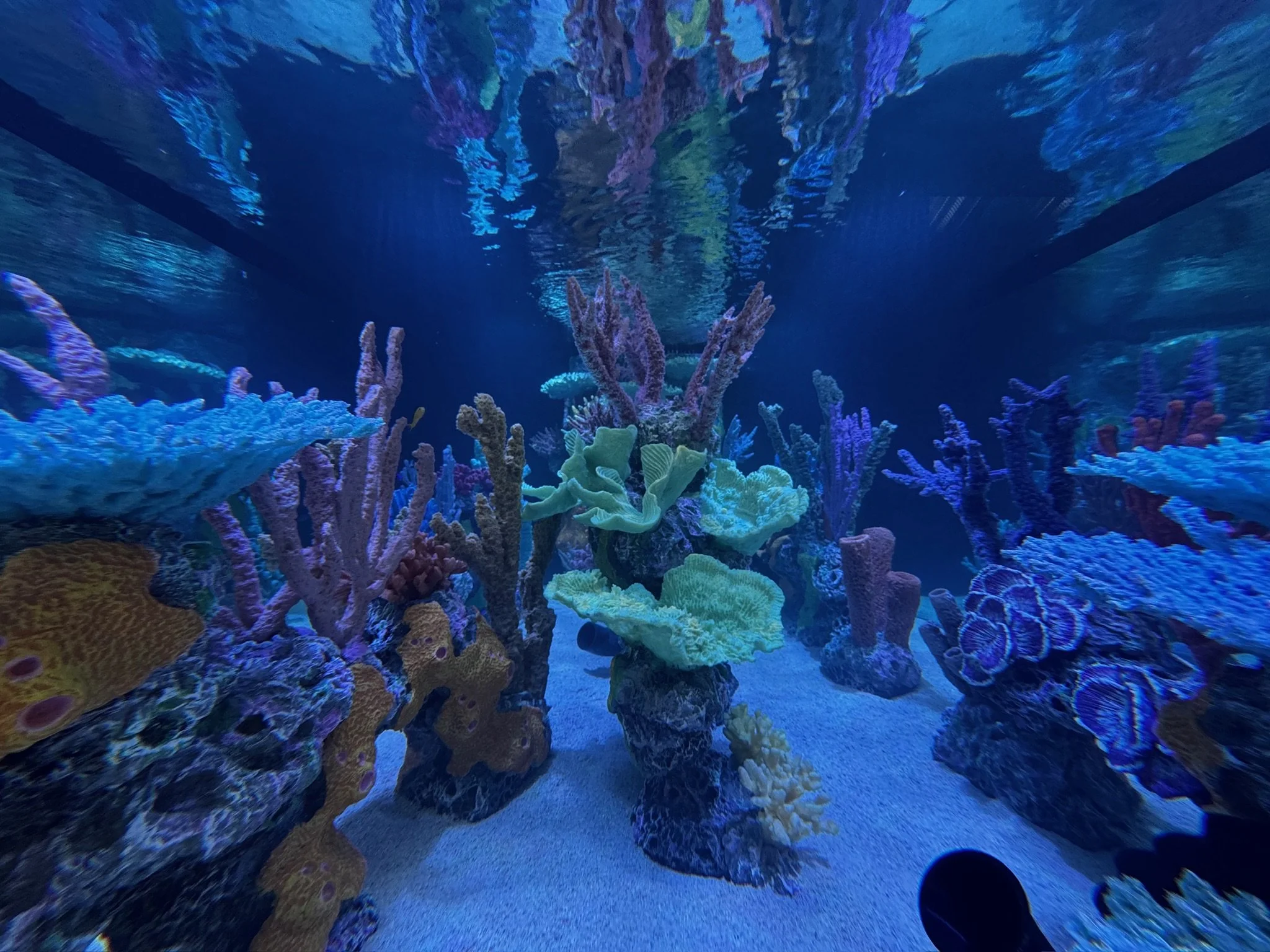 interior of clean aquarium