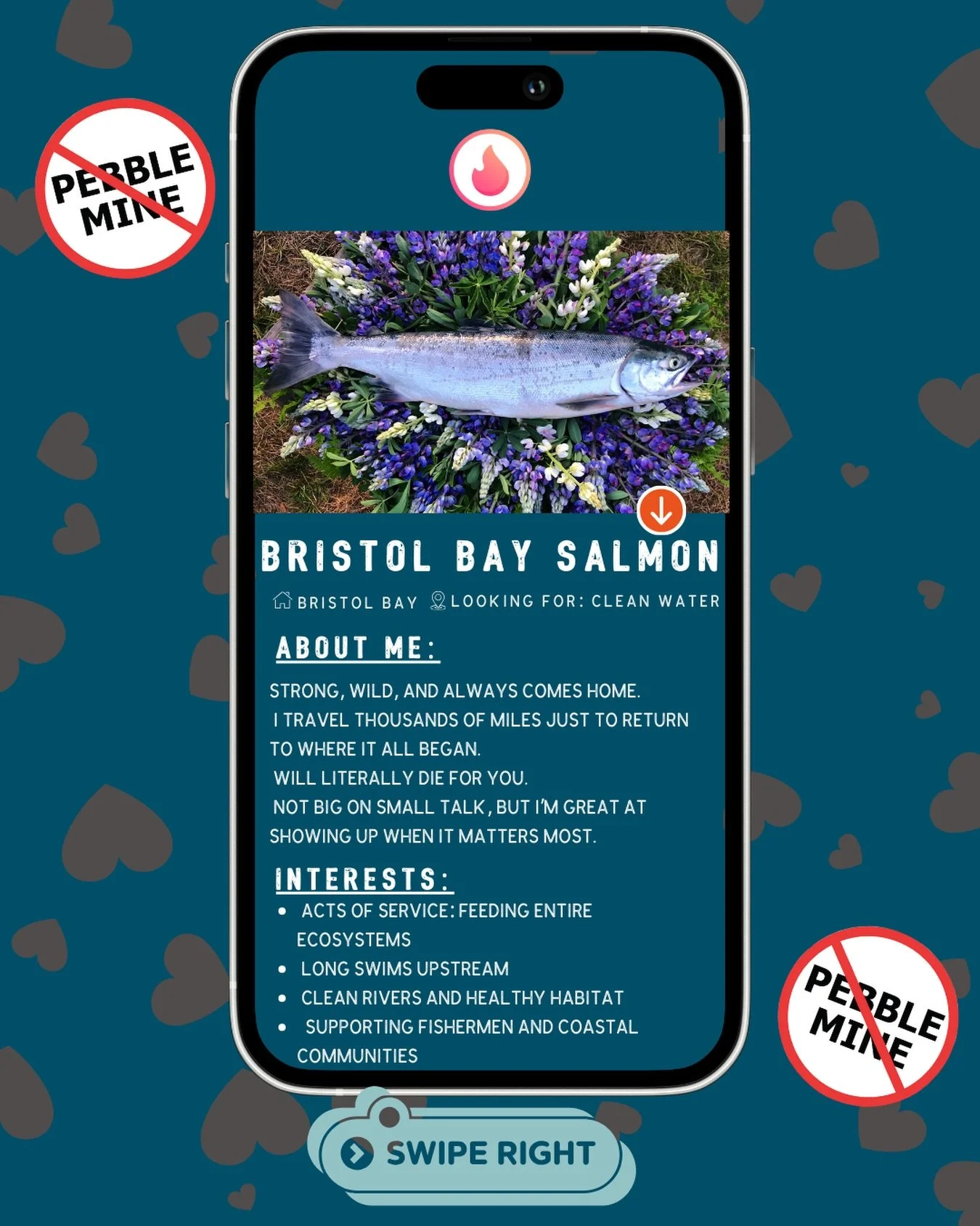Strong, wild, and always comes home.
Bristol Bay salmon are the kind of Valentine worth swiping right for.
Show some love for the fish that feed entire ecosystems.🐟💌
#ValentinesDay #BristolBay #WildSalmon #CFBB