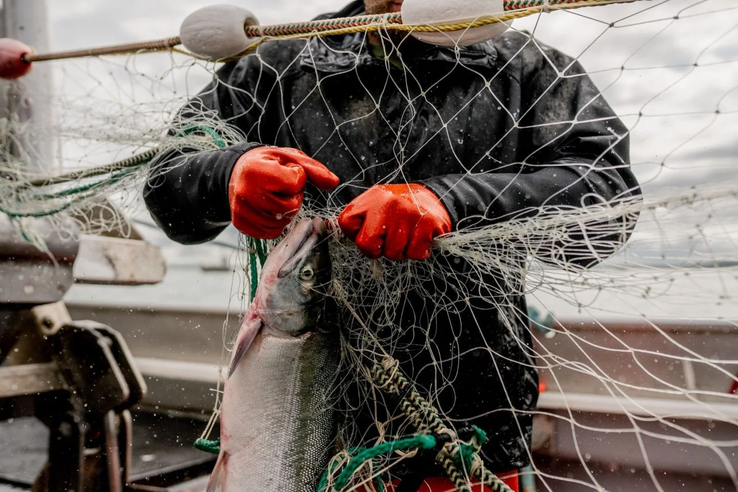 ADF&amp;G is projecting 45.32 million fish returning to the Bay this season. Not a record breaker, but still a strong run for the world&rsquo;s most productive wild salmon fishery.🐟🌊

Curious what that means for the upcoming season?
Check out the f
