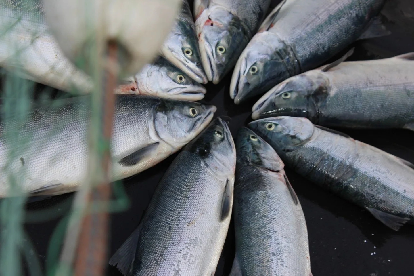 Healthy salmon, strong runs, and the fishermen who depend on them are all connected in Bristol Bay. This is more than a catch, it&rsquo;s a system that works because people take care of it. 🐟

What you see here is the result of generations committed