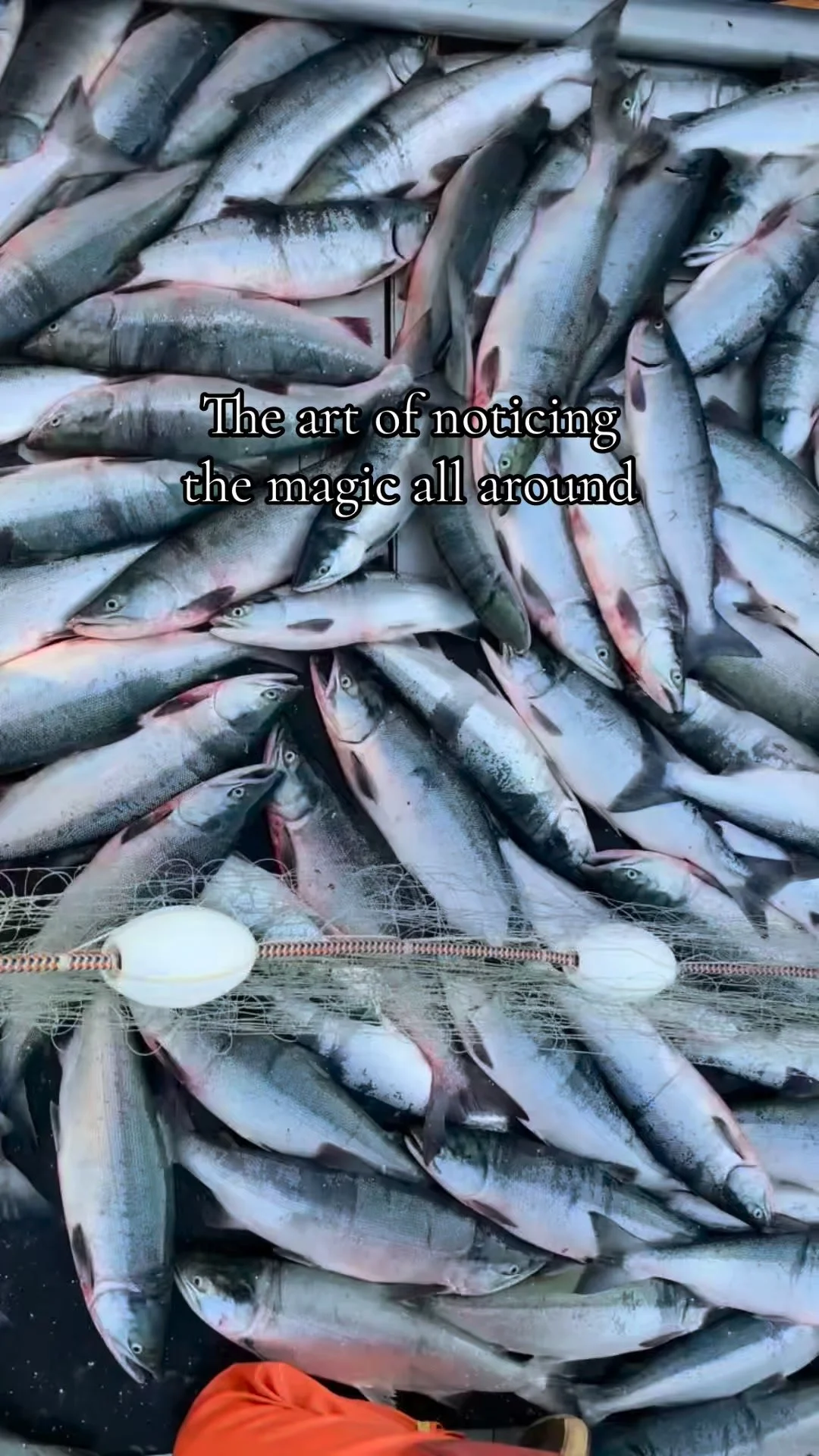 Nothing compares to a Bristol Bay summer.🐟
 Long days on the water, strong runs, and a way of life worth protecting. 🔆 💙
#cfbb #nopebblemine #alaskasummer #bristolbayforever #wildsalmon