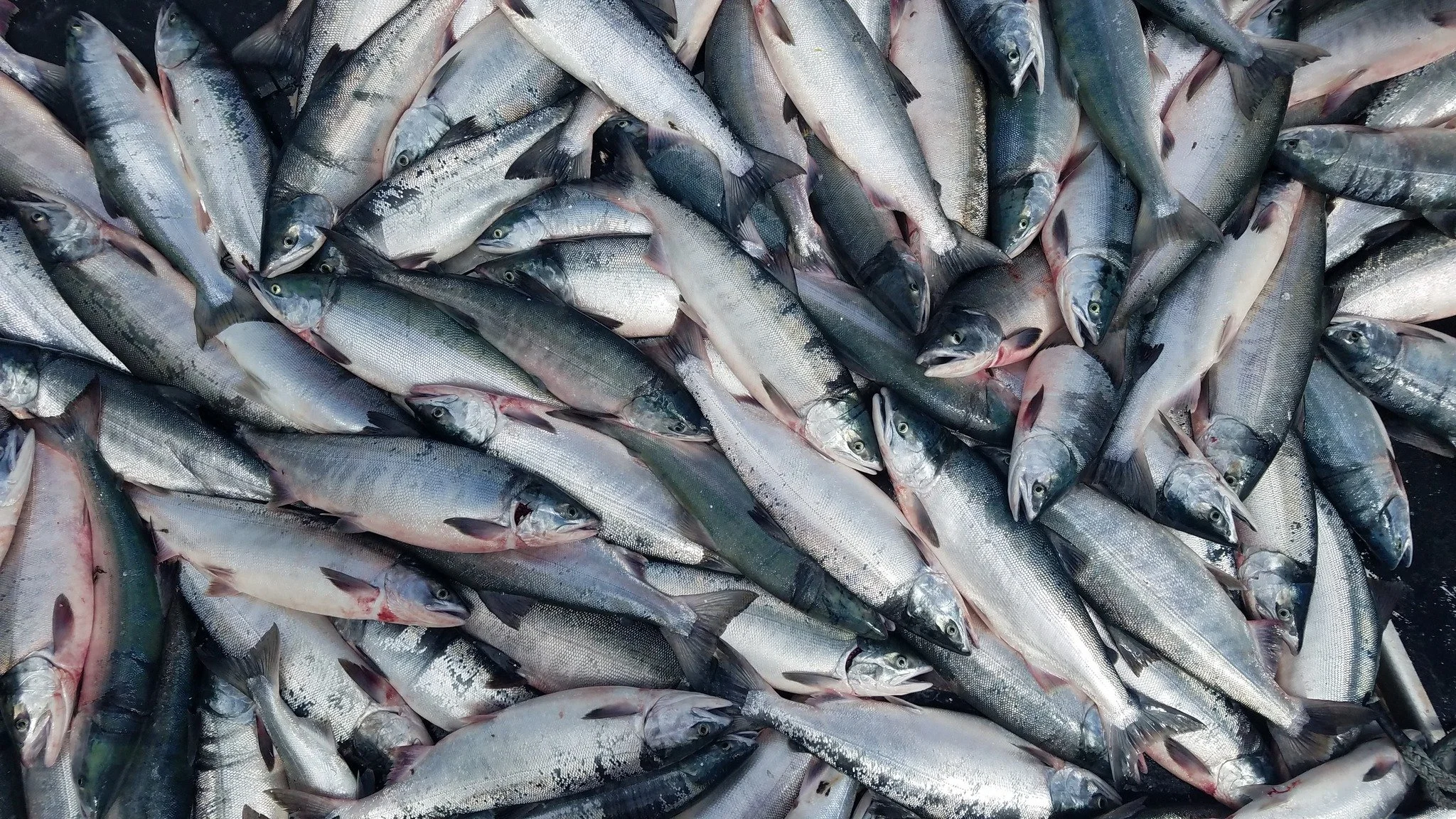 Bristol Bay is one of the last remaining wild salmon ecosystems on Earth.🐟

Its waters support the largest sockeye salmon run in the world, sustain local communities, and drive a fishery that feeds people far beyond Alaska.🌊

Protecting Bristol Bay